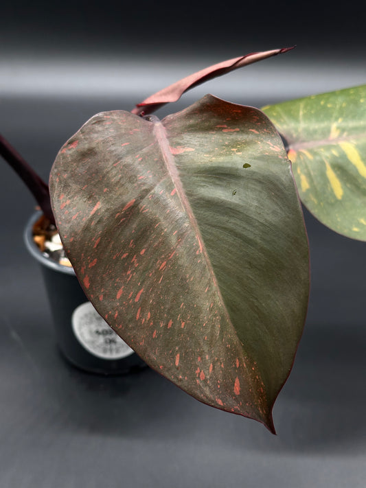 Close-up of Philodendron 'Orange Princess' leaf, showcasing its variegation. The plant is in a 4-inch pot, ideal for tropical houseplant enthusiasts.