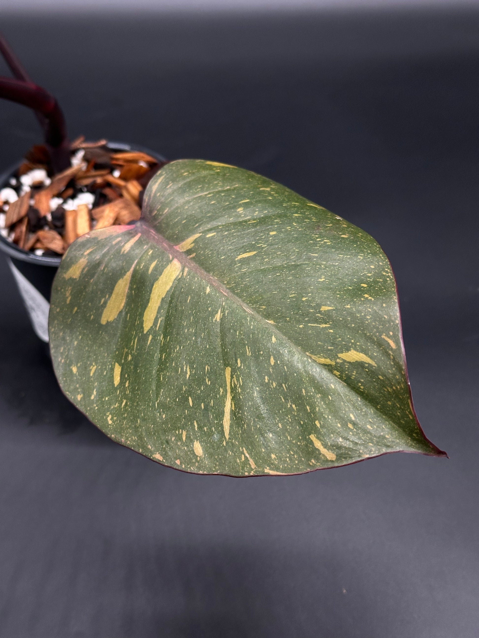 Philodendron 'Orange Princess' with distinctive variegation, featuring green leaves with yellow and brown spots, growing in a 4-inch pot.