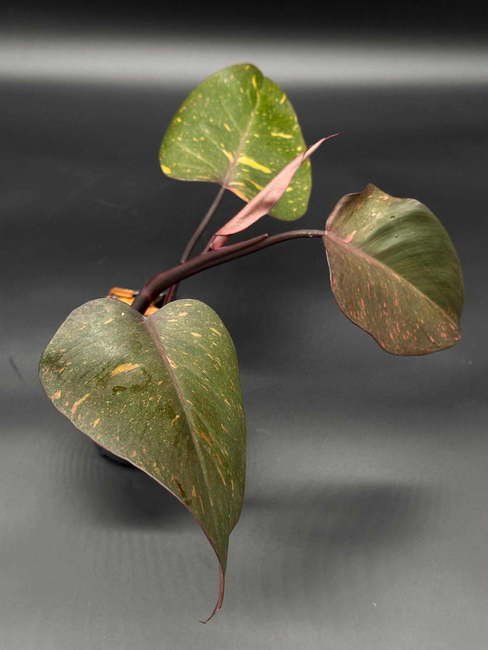 Philodendron 'Orange Princess' with variegated leaves, showcased in a 4-inch pot, ideal for collectors and plant enthusiasts from Next World Exotics.