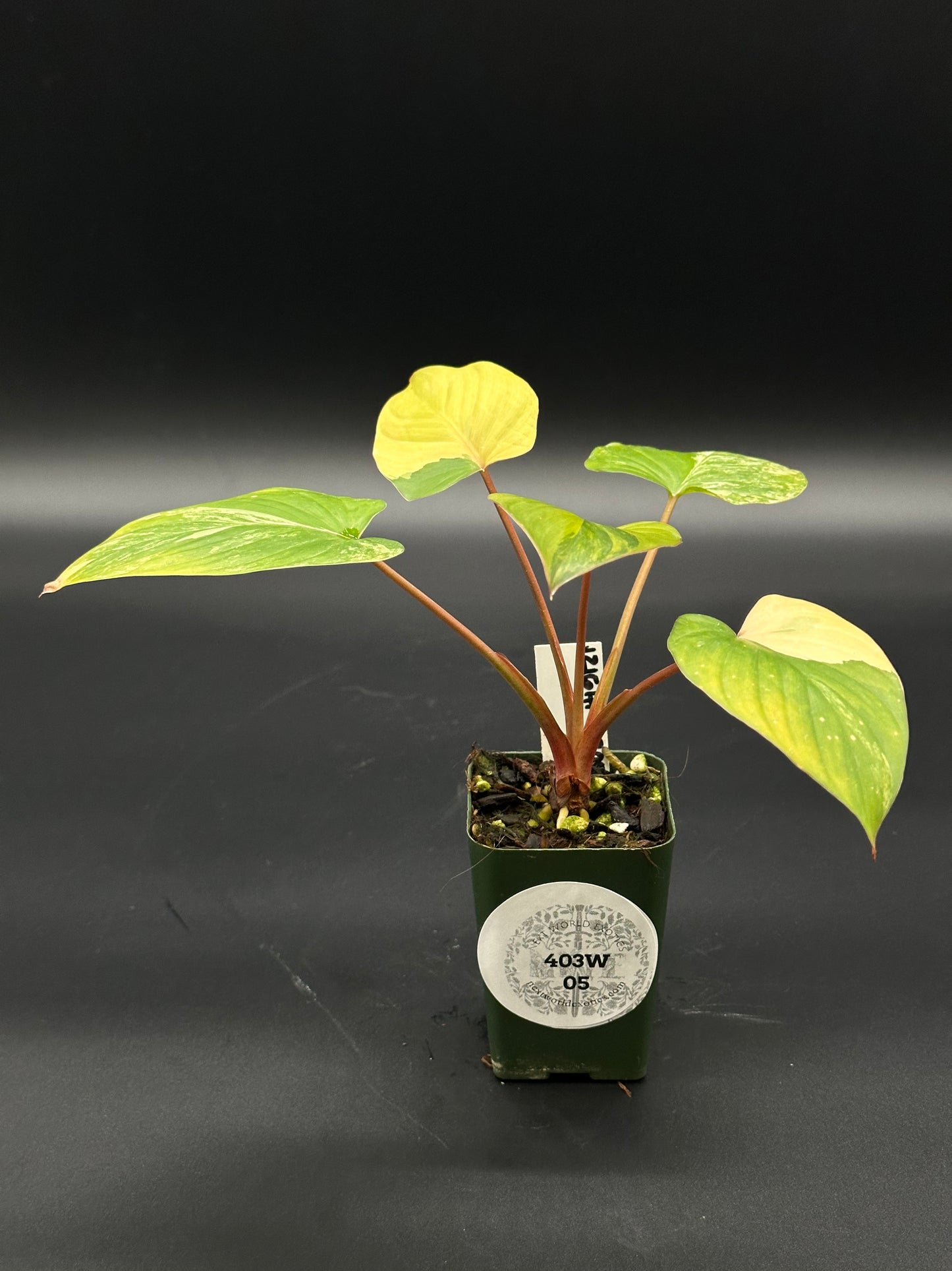 Homalomena Rubescens Pink Variegated in a small pot, showcasing lush leaves, suitable for collectors seeking exotic, variegated tropical houseplants.
