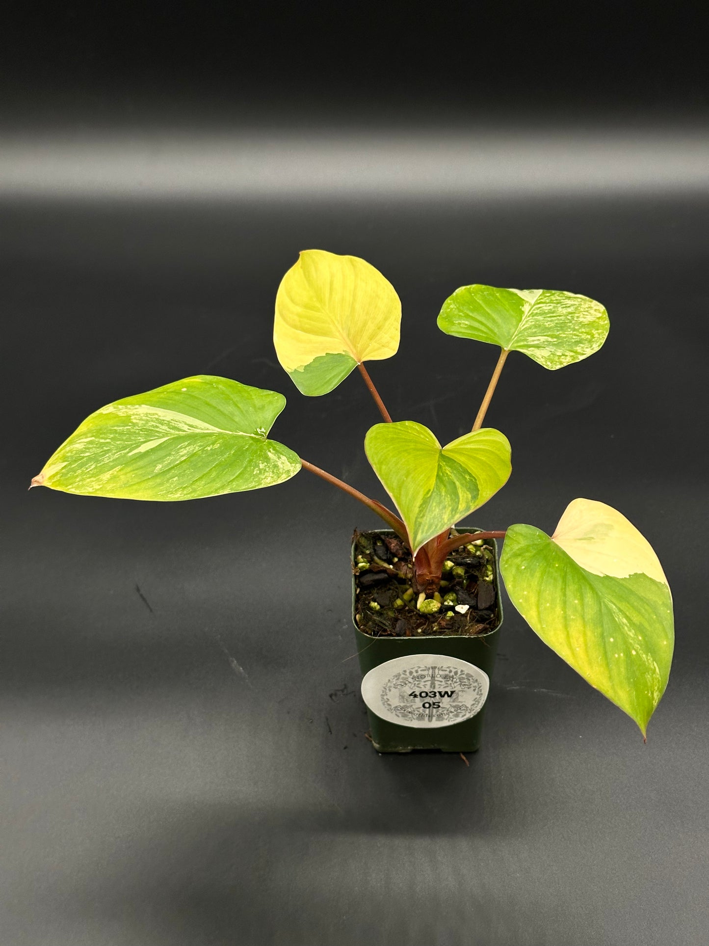 Homalomena Rubescens Pink Variegated in a small pot, showcasing its vibrant foliage and unique variegation, perfect for tropical houseplant enthusiasts.