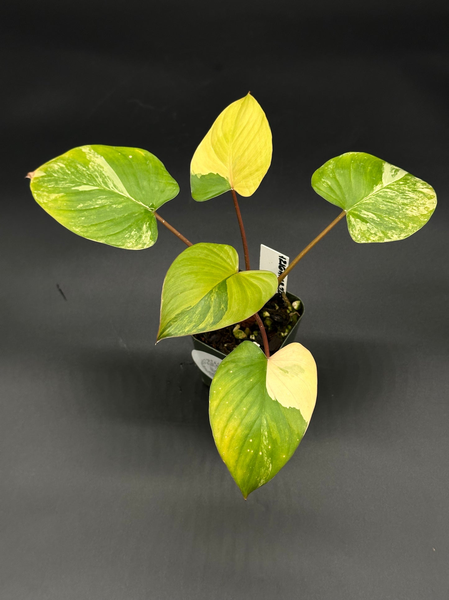 Homalomena Rubescens Pink Variegated (403W05) in a small pot, showcasing green and yellow variegated leaves. Suitable for tropical houseplant enthusiasts.