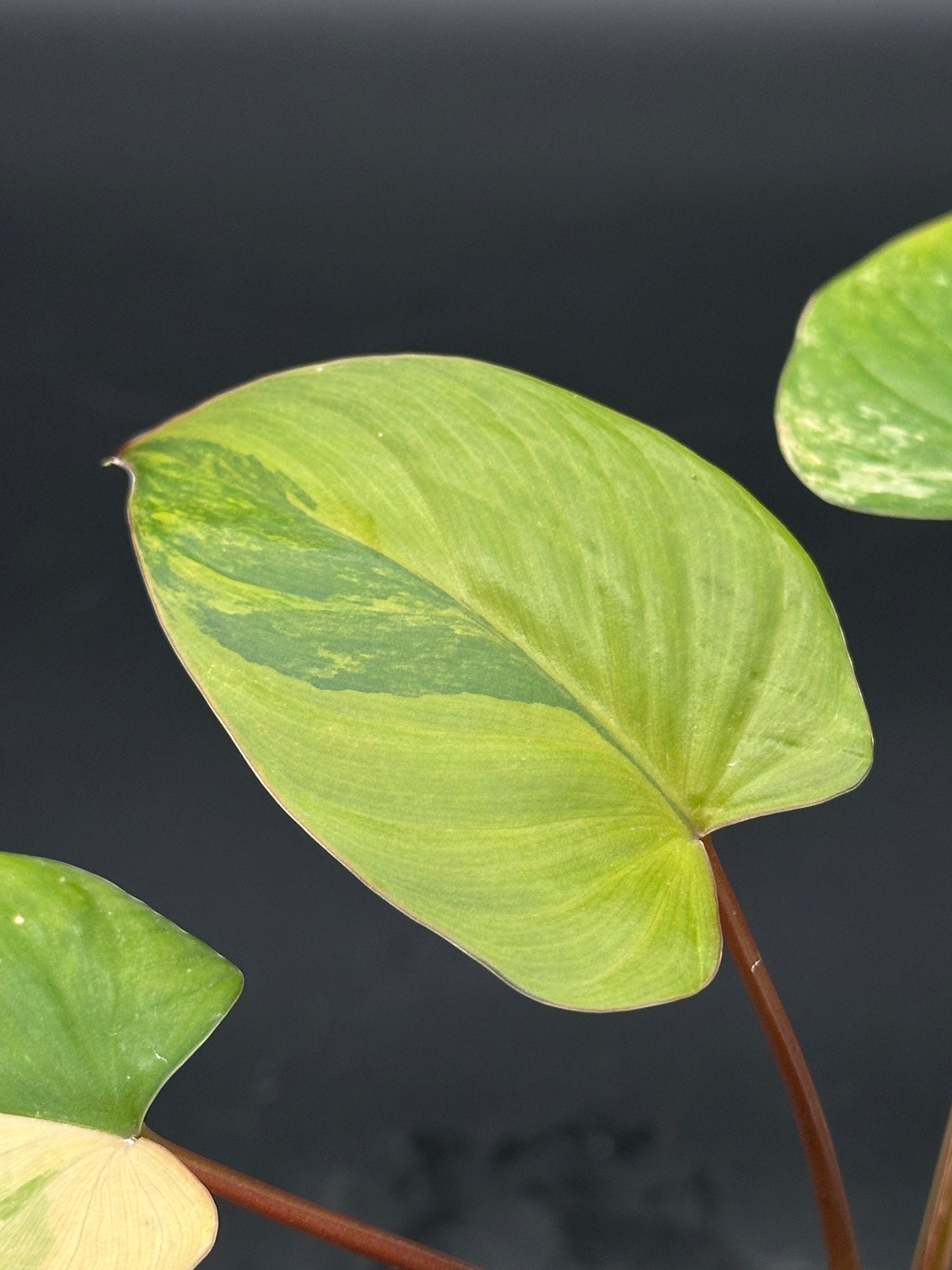 Close-up of a Homalomena Rubescens Pink Variegated leaf, showcasing its lush, detailed texture, growing in a small pot.