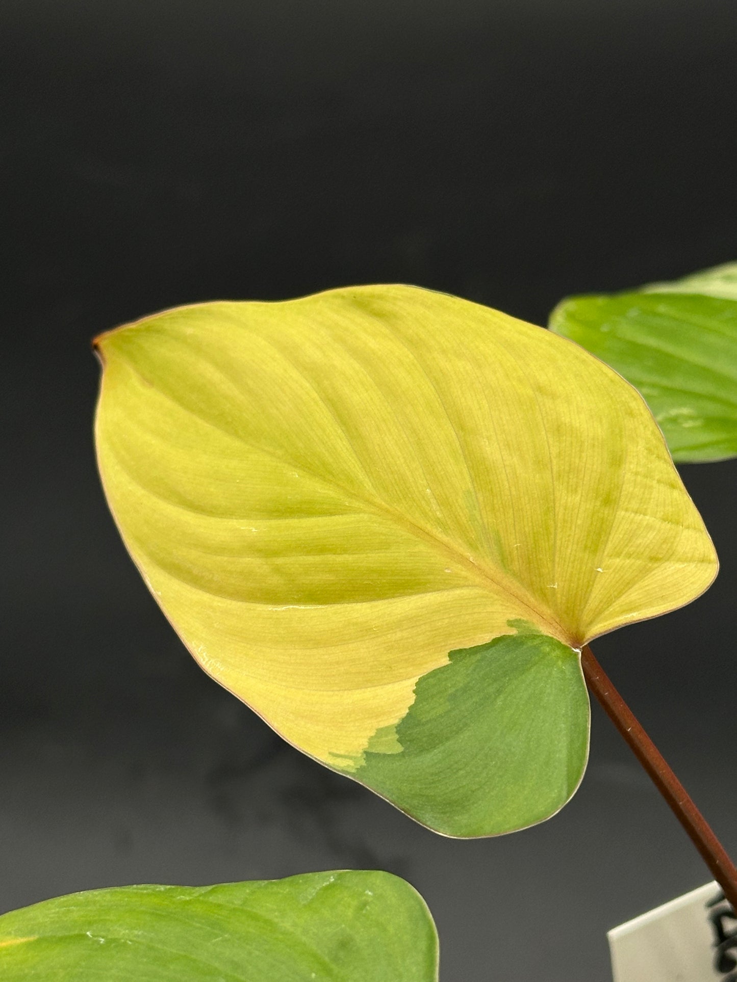Close-up of a Pink Variegated Homalomena Rubescens leaf, highlighting its unique texture and pattern, potted in a 2.25-inch container.