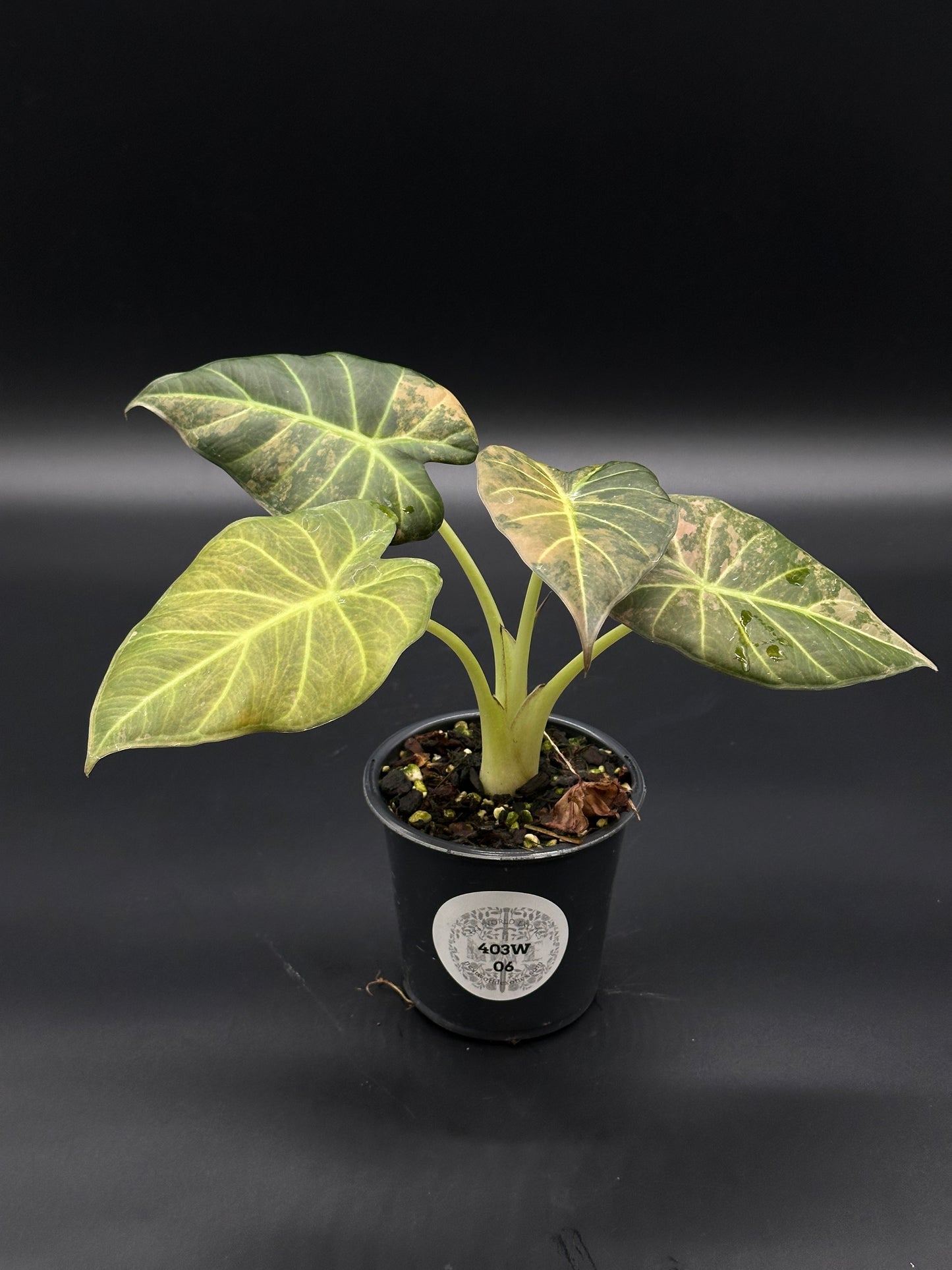 Alocasia sp. 'Regal Shields Copper' in a 2.5-inch pot, showcasing its lush green leaves. Perfect for exotic houseplant enthusiasts.