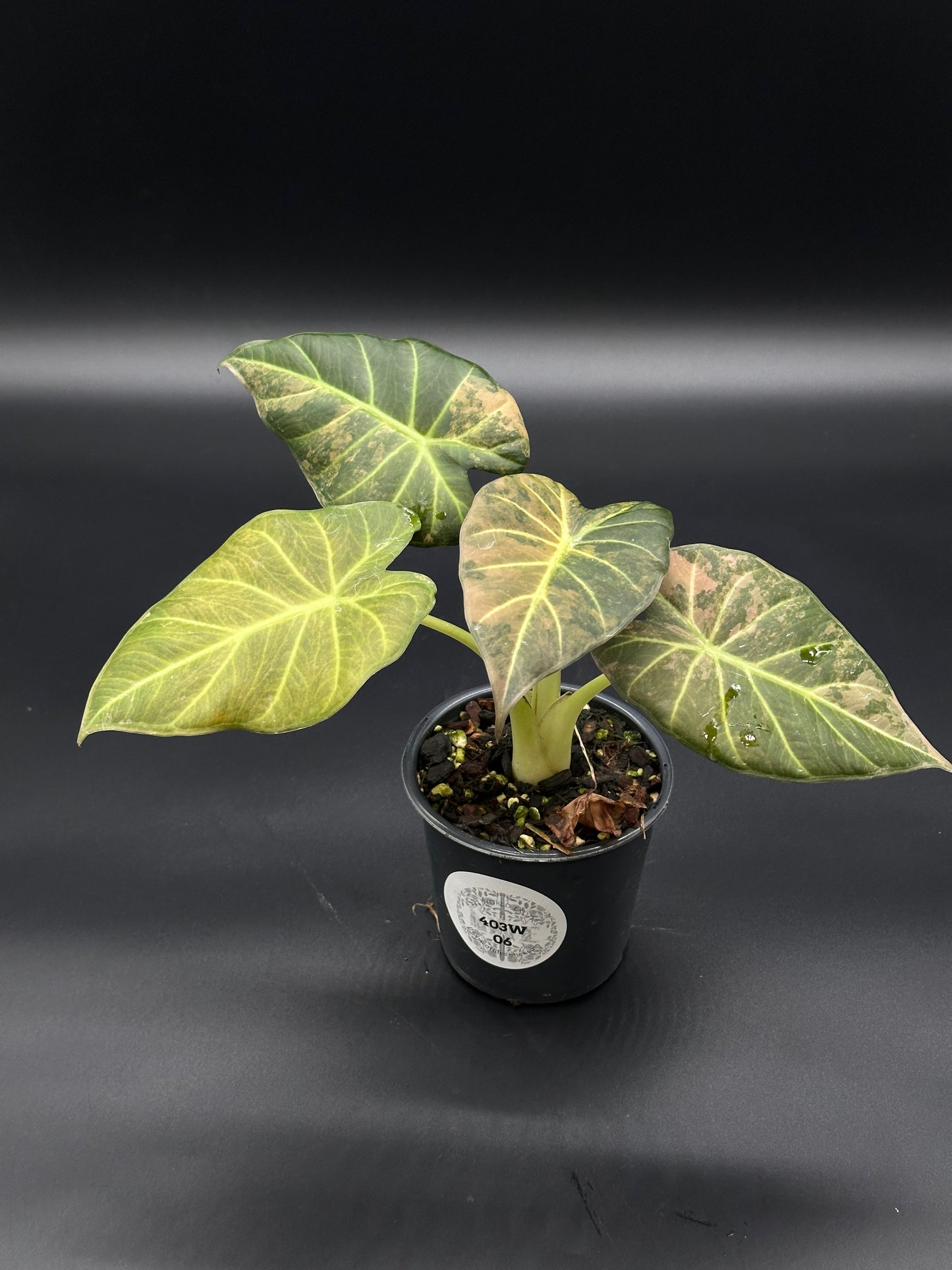Alocasia 'Regal Shields Copper' in a 2.5-inch pot, featuring lush, detailed leaves. Perfect for exotic houseplant enthusiasts.
