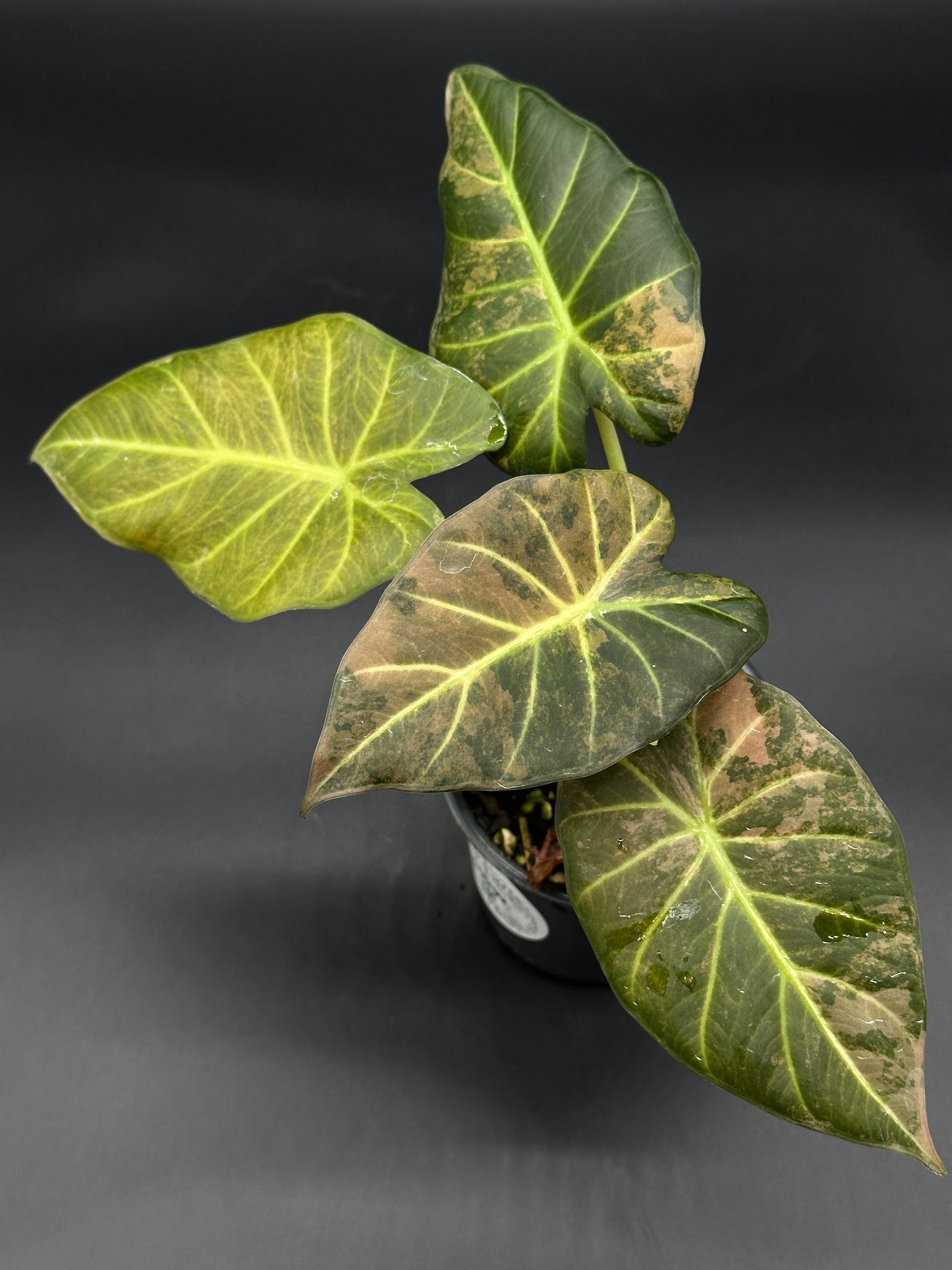 Alocasia 'Regal Shields Copper' in a 2.5-inch pot, showcasing broad green leaves with subtle brown variegation, ideal for exotic plant enthusiasts.