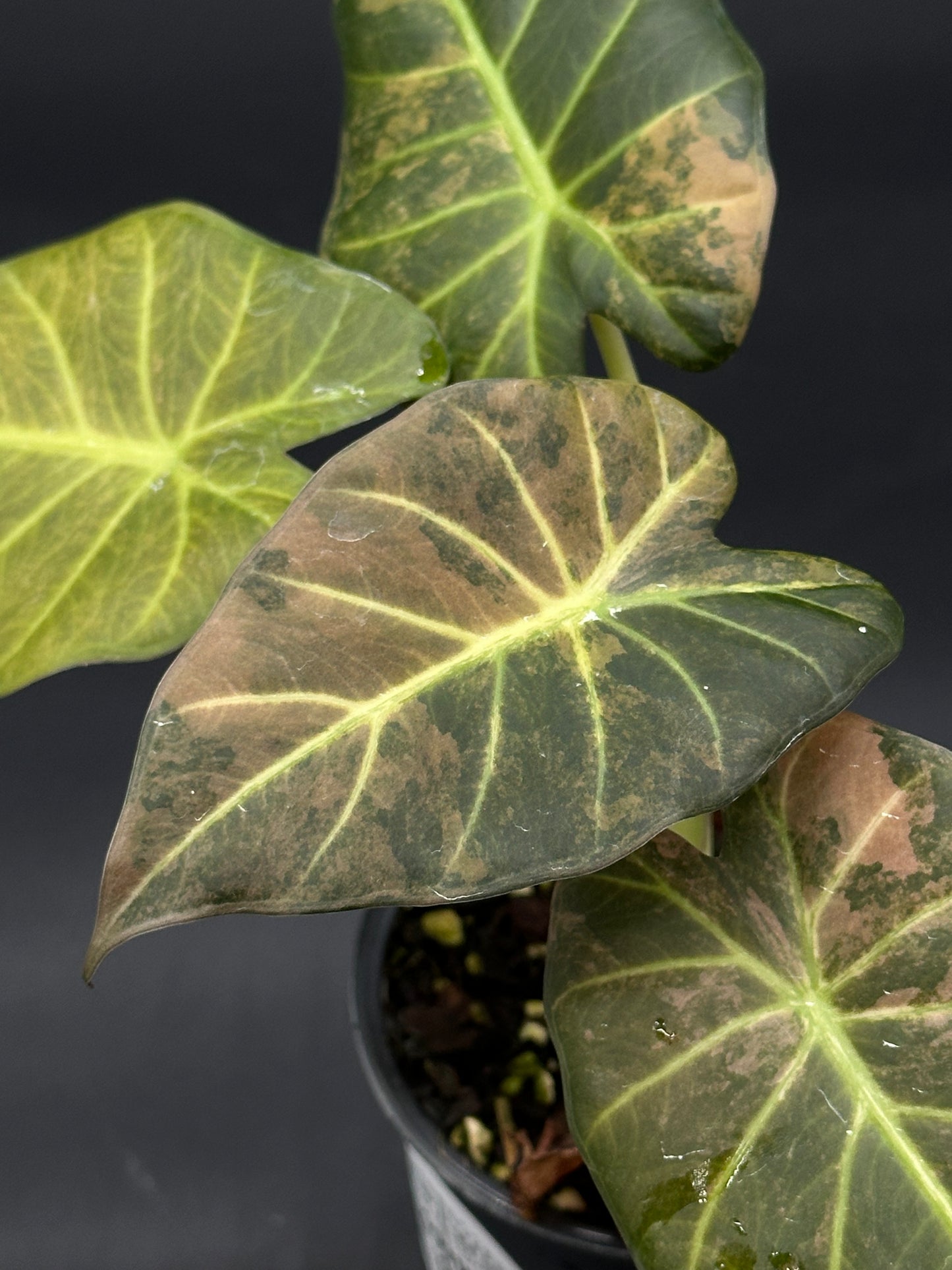 Alocasia sp. 'Regal Shields Copper' plant in a 2.5-inch pot, showcasing a close-up of its lush green leaves, ideal for tropical houseplant enthusiasts.