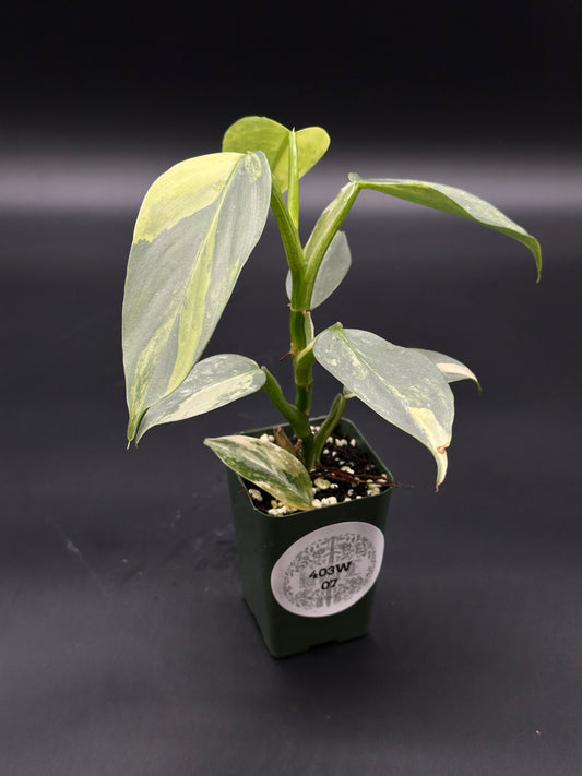 Philodendron Hastatum 'Silver Sword' Variegated in a 2.25-inch pot, showcasing lush green leaves and vibrant growth, ideal as an indoor houseplant.