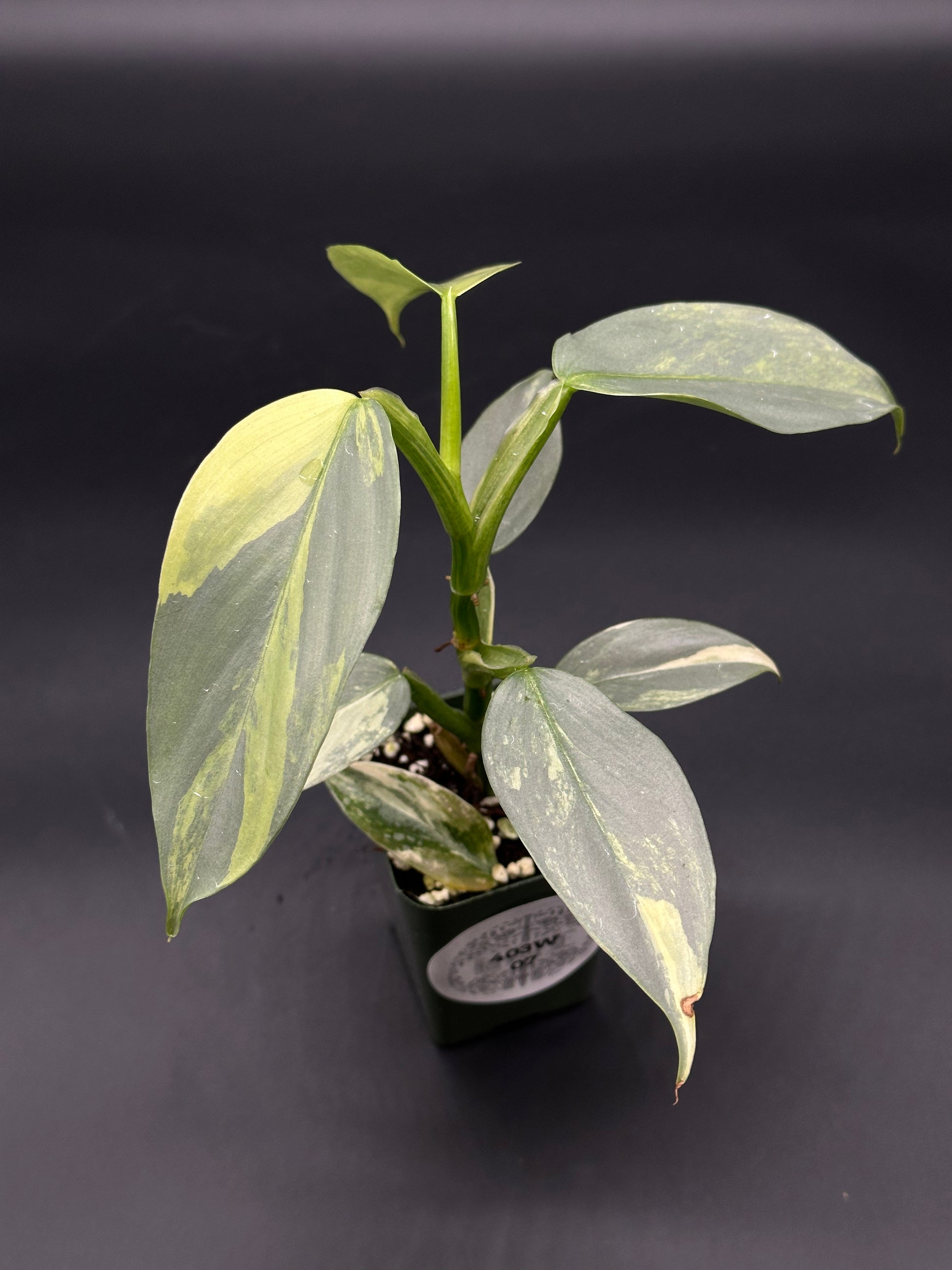 Philodendron Hastatum 'Silver Sword' Variegated in a 2.25-inch pot, showcasing lush green and white leaves with a label visible.