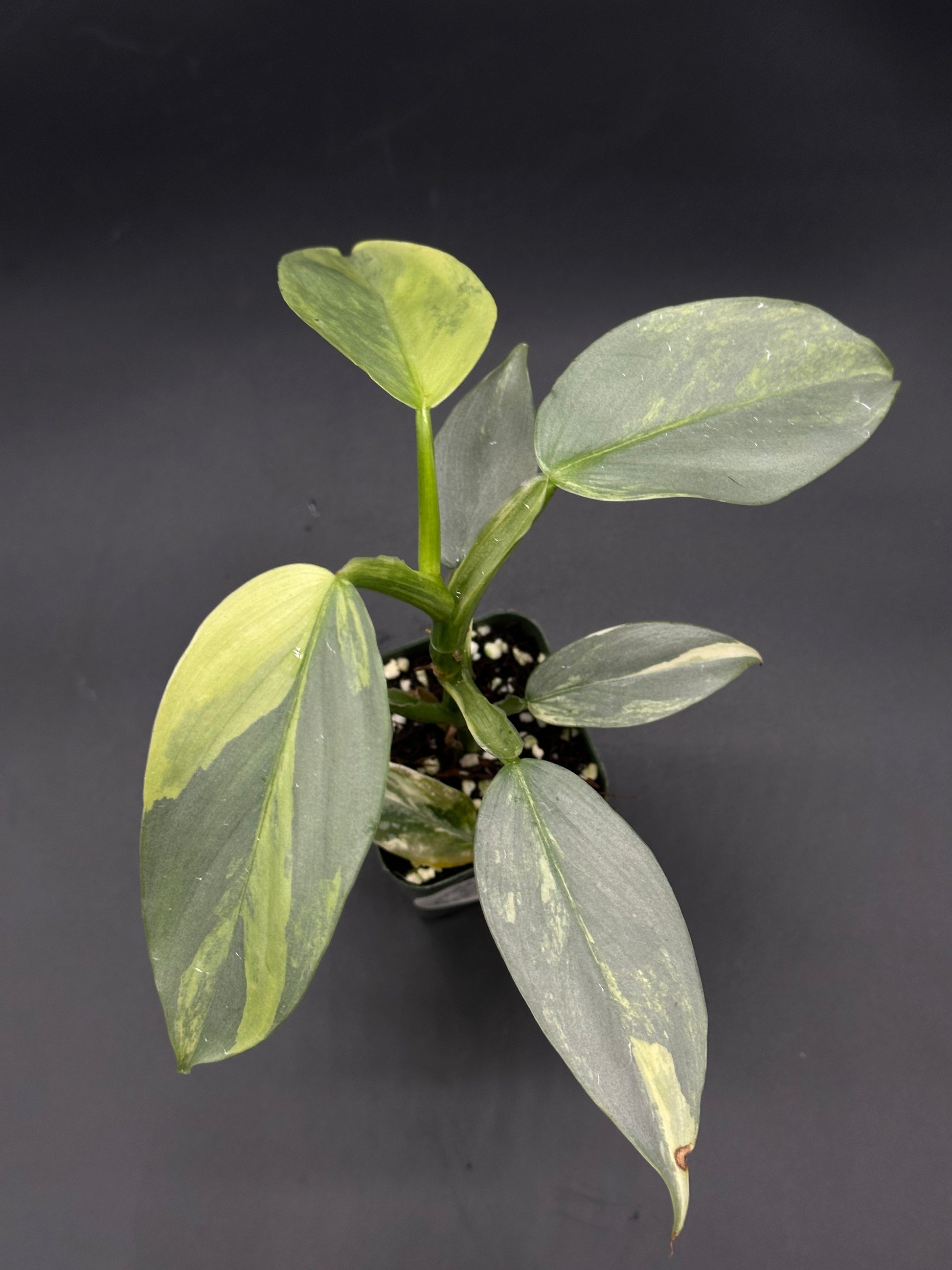 Philodendron Hastatum 'Silver Sword' Variegated in a 2.25-inch pot, showcasing its distinctively variegated leaves and lush green foliage.
