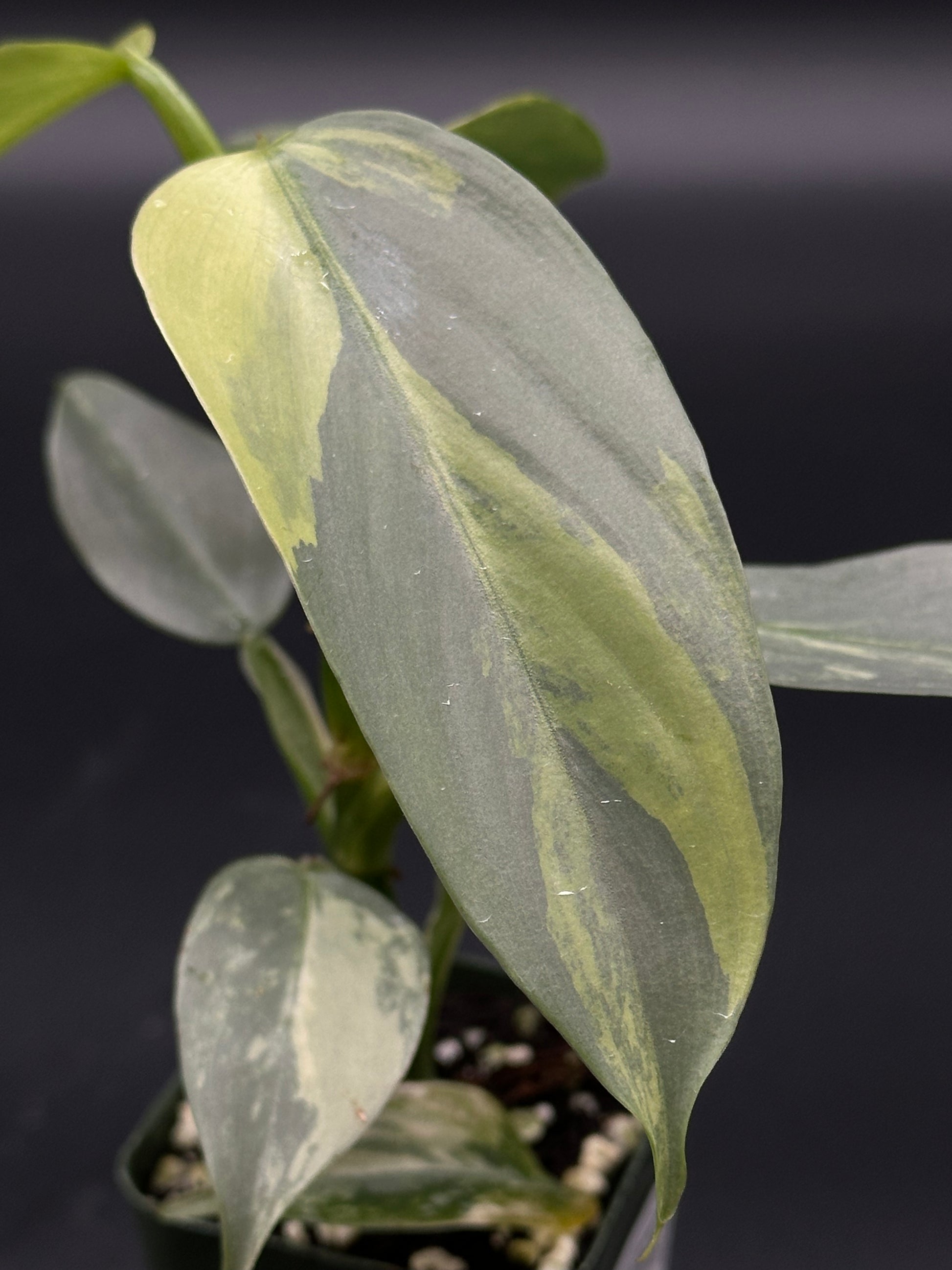 Philodendron Hastatum 'Silver Sword' Variegated in a 2.25-inch pot, showcasing close-up details of its distinctive green leaves and plant stem.