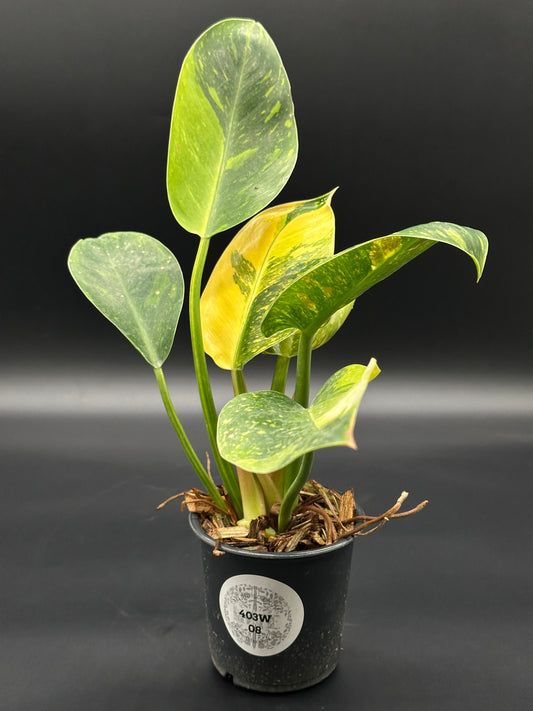 Philodendron Congo Hybrid 'Nuclear' Variegated in a 4-inch pot, showcasing lush green leaves, ideal for exotic houseplant enthusiasts and collectors.