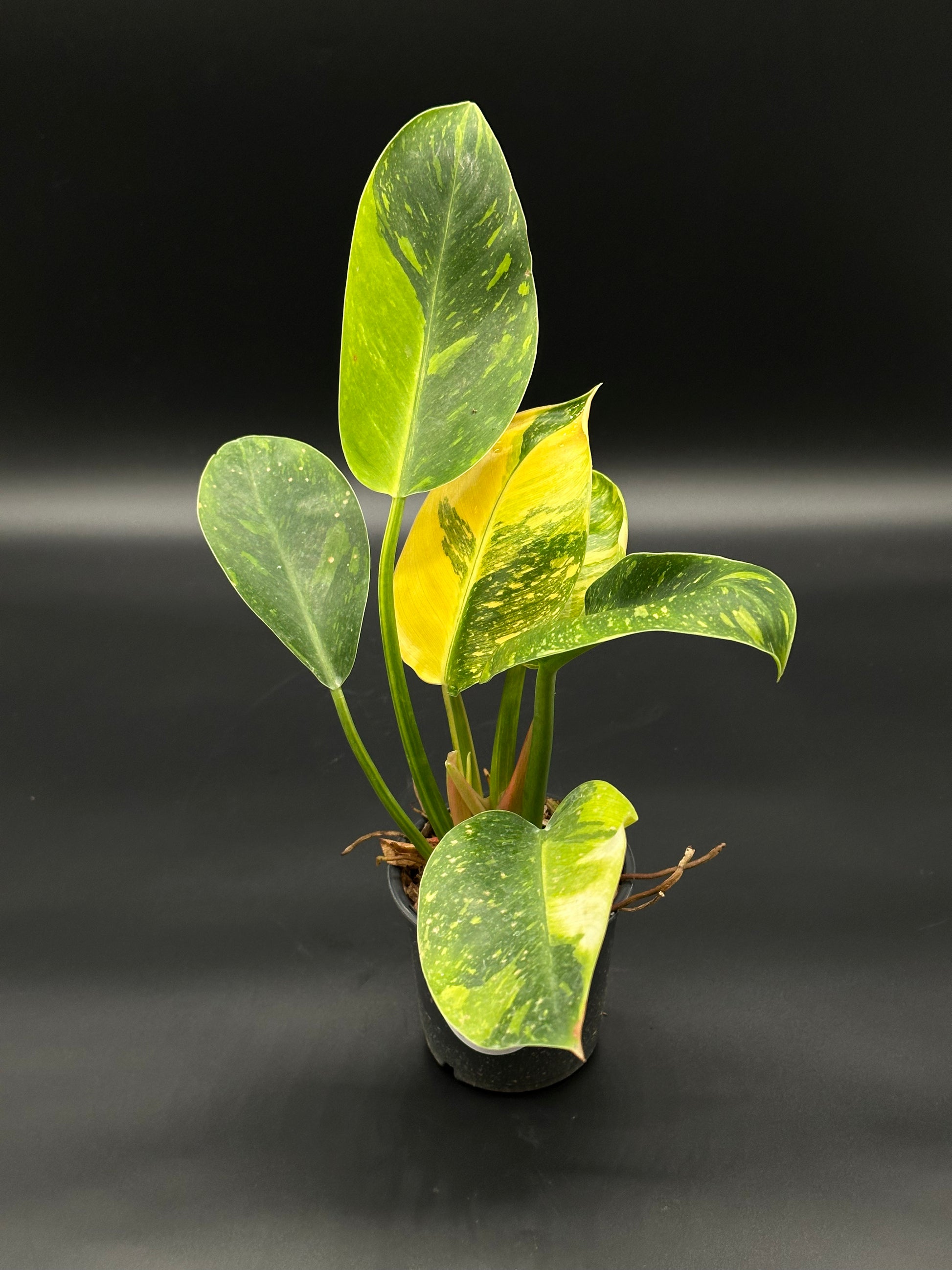 Philodendron Congo Hybrid 'Nuclear' Variegated in a 4-inch pot, showcasing its distinctive variegated leaves, perfect for exotic houseplant enthusiasts.