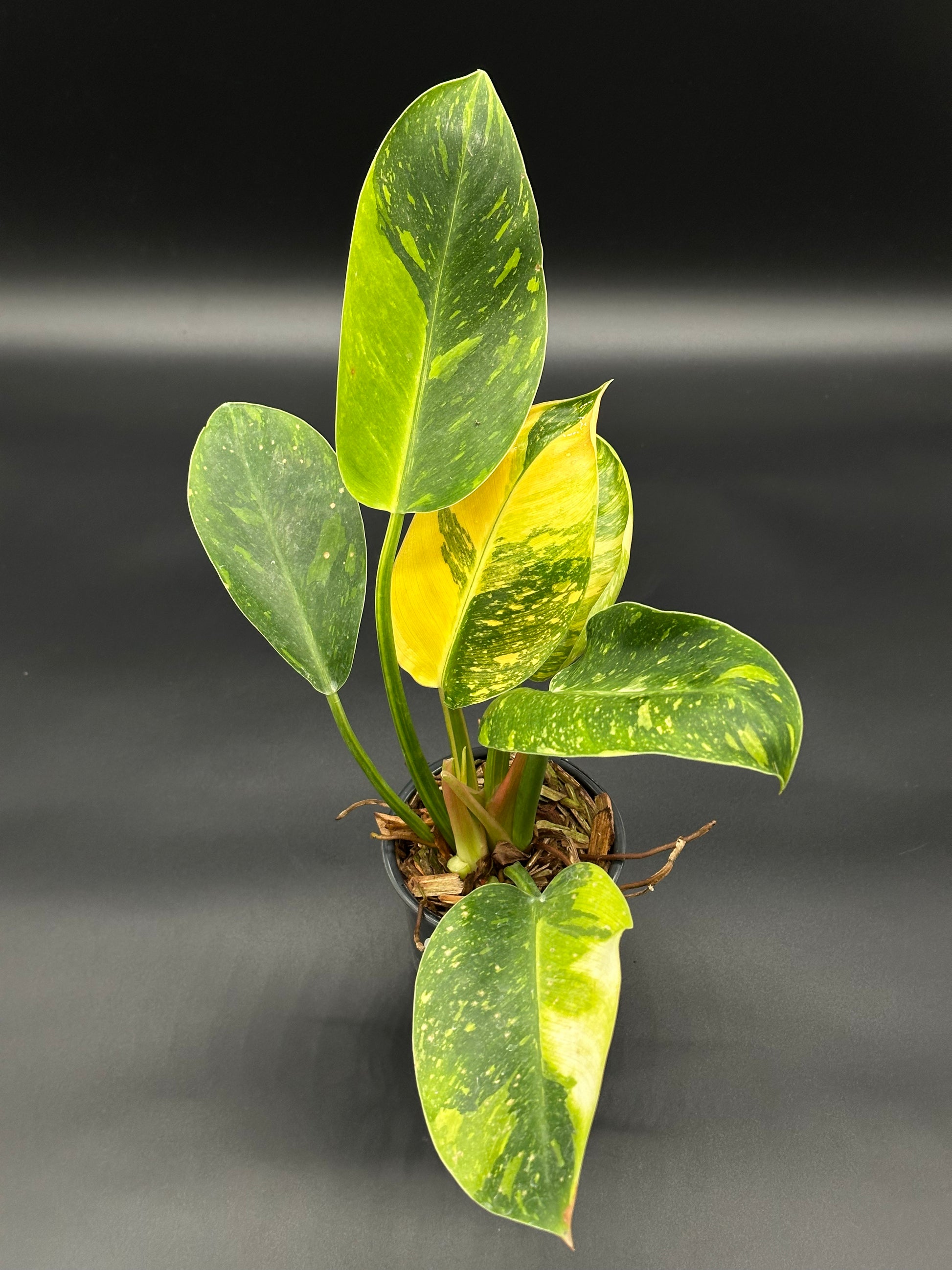 Philodendron Congo Hybrid 'Nuclear' Variegated in a 4-inch pot, showcasing green and yellow variegated leaves, perfect for exotic houseplant collectors.