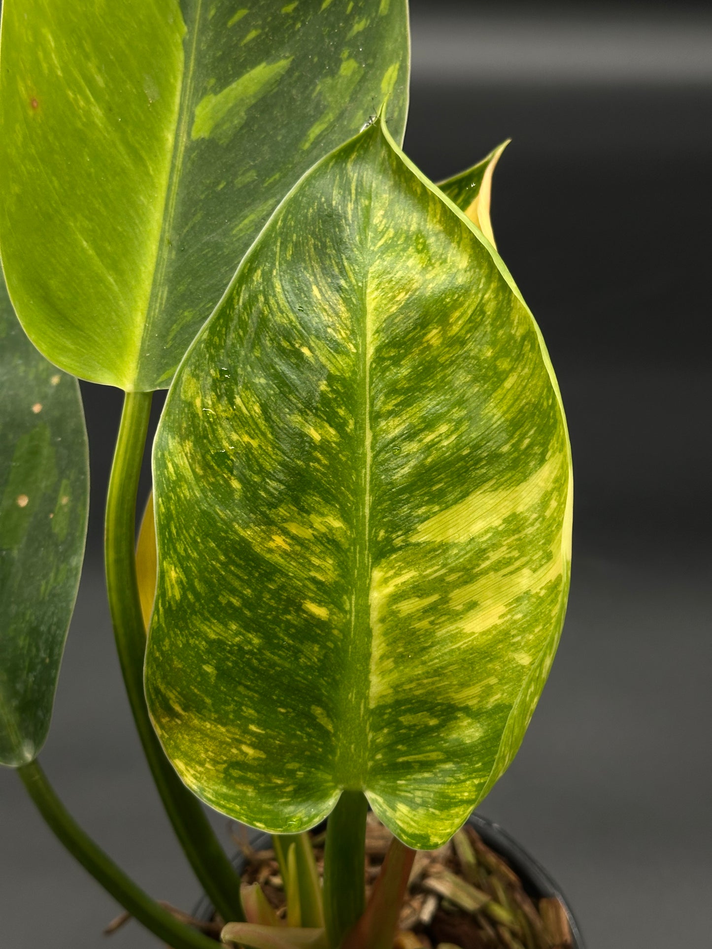 Close-up of a Philodendron Congo Hybrid 'Nuclear' Variegated in a 4-inch pot, showcasing lush green leaves, offered by Next World Exotics.