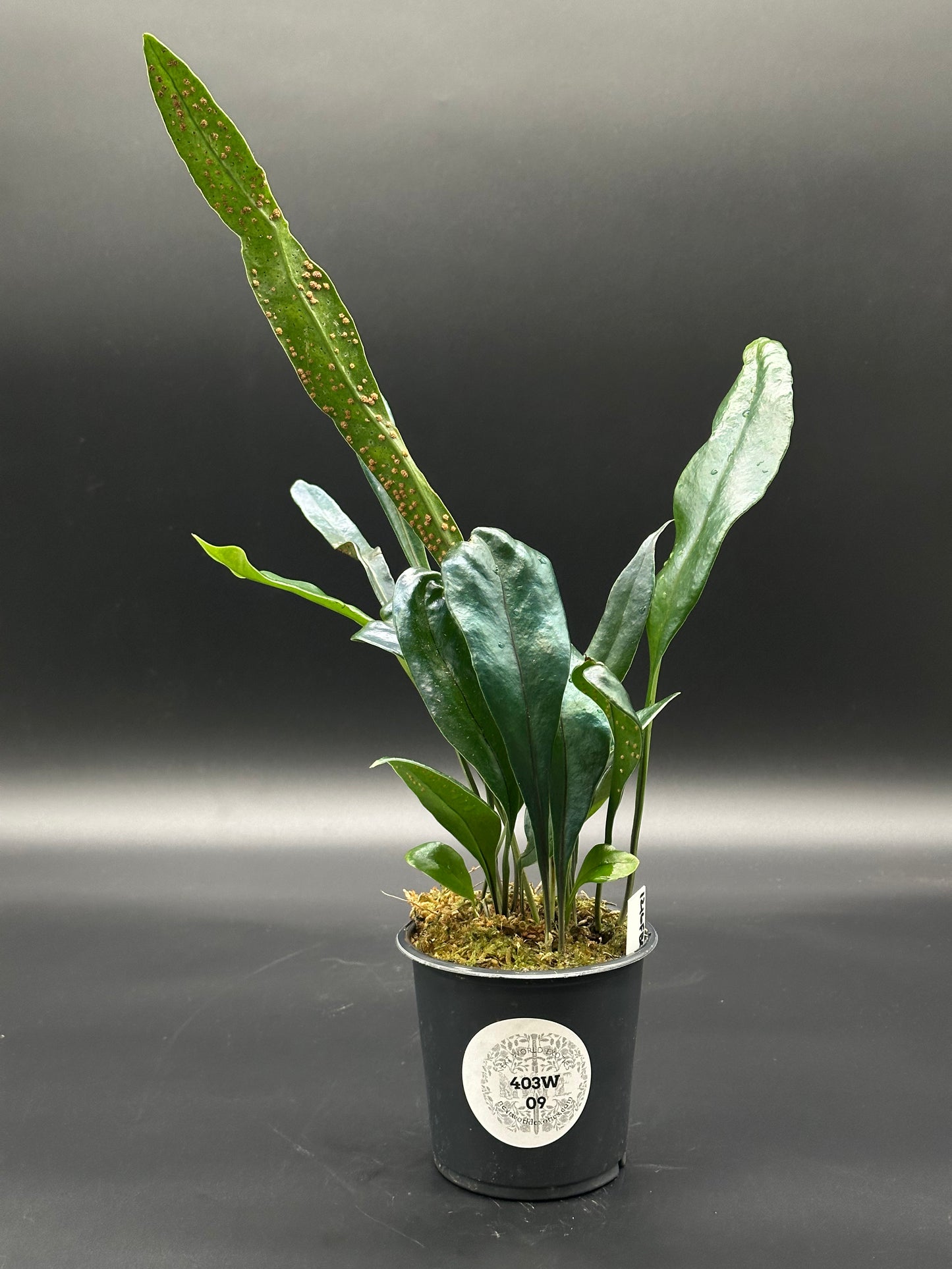 Blue Oil Slick Fern (403W09) in a 4-inch pot, showcasing its unique iridescent leaves, a striking houseplant ideal for indoor decoration.