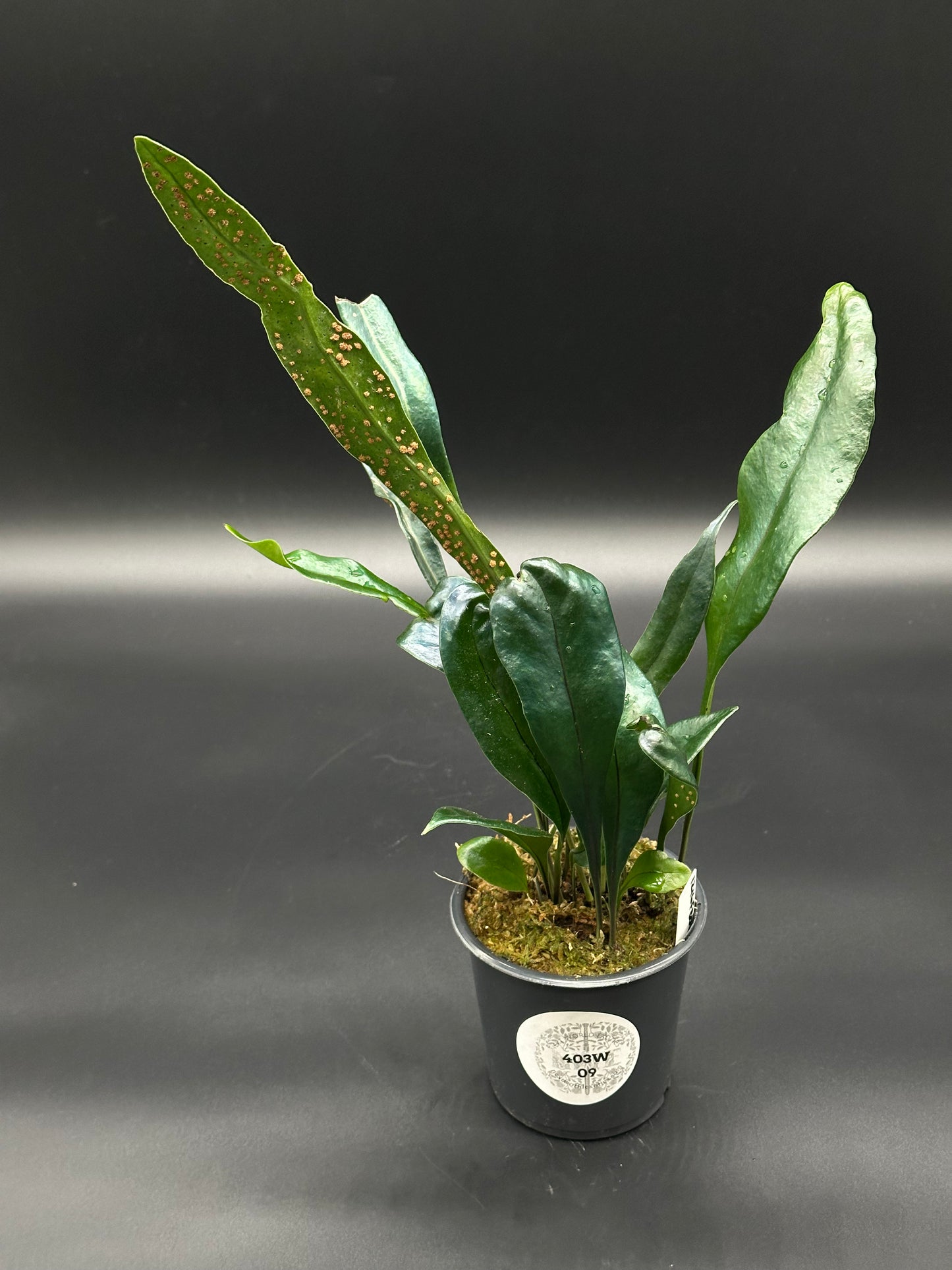 Blue Oil Slick Fern (403W09) in a 4-inch pot, featuring distinctive iridescent leaves, highlighting its unique appearance as a houseplant.