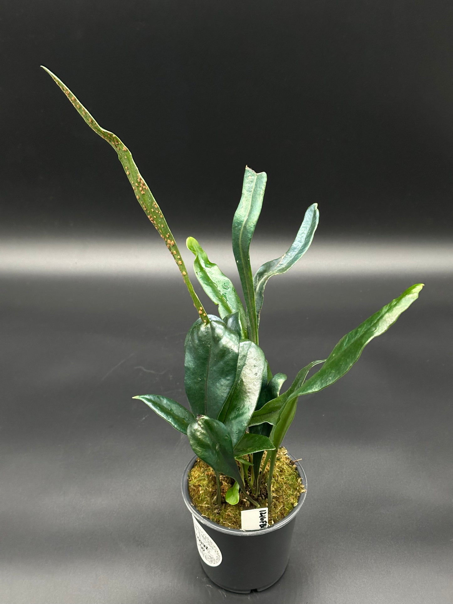 Blue Oil Slick Fern (403W09) in a 4-inch pot, showcasing its unique iridescent blue leaves, ideal for indoor display.