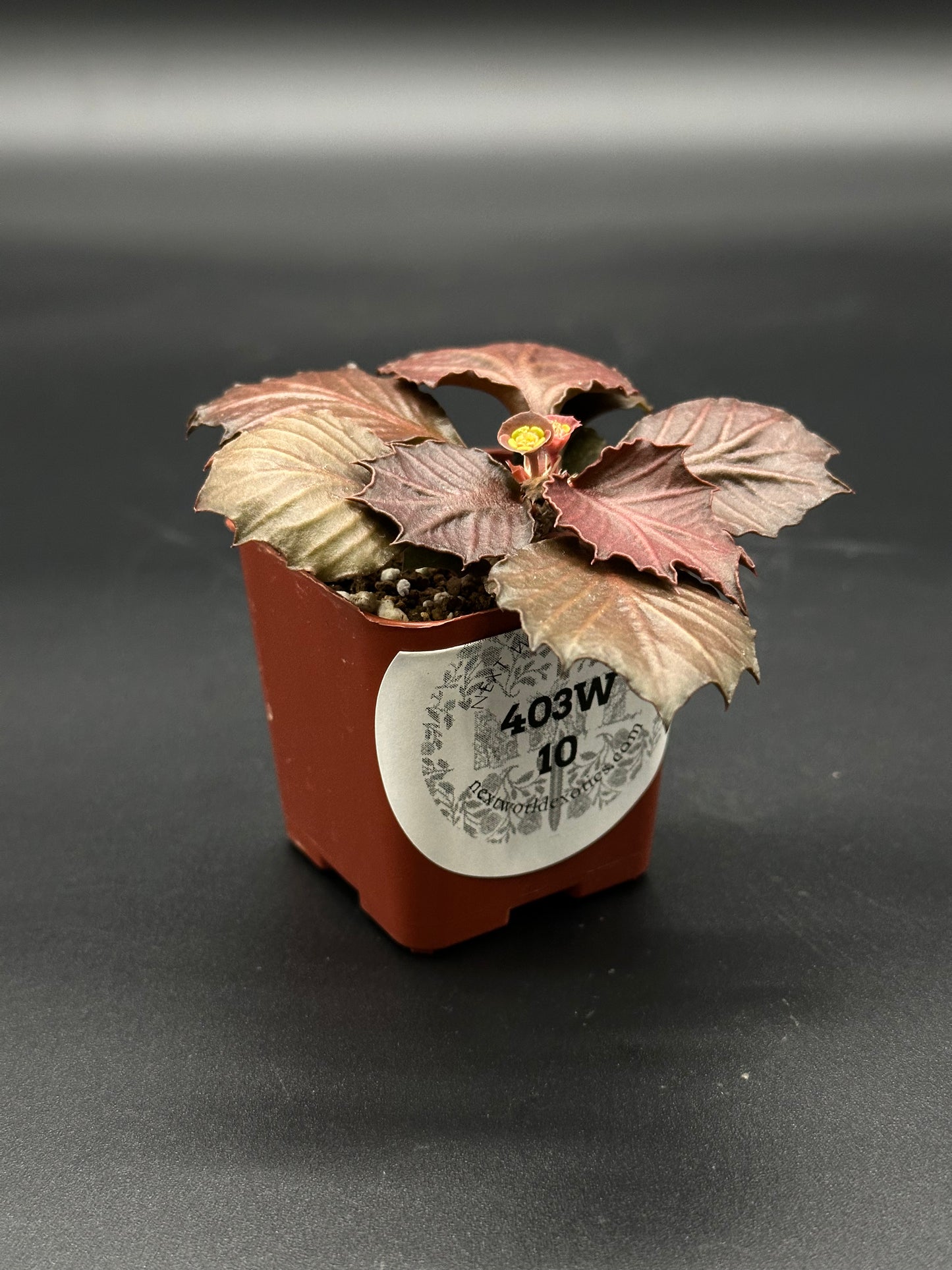 Euphorbia Francoisii 'Generation 3' Red, a potted houseplant with maple-leaf shaped foliage in a 2-inch pot, showcasing thick branches and compact form.