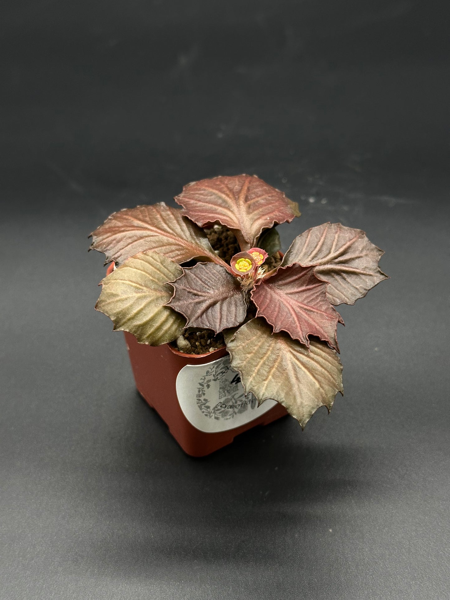 Euphorbia Francoisii 'Generation 3' Red in a 2-inch pot, featuring maple-leaf shaped foliage with thick branches and compact form.