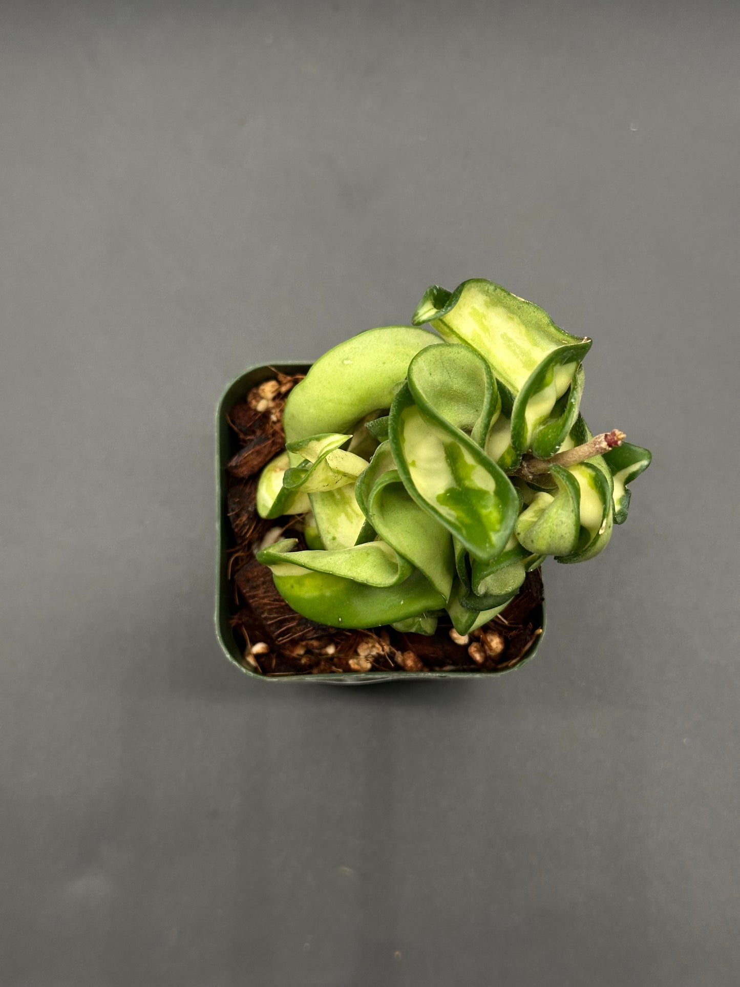 Hoya Compacta Variegata cv. 'Mauno Loa' in a 2.25-inch pot, showcasing its distinct, rare variegated foliage. Ideal for exotic houseplant enthusiasts.