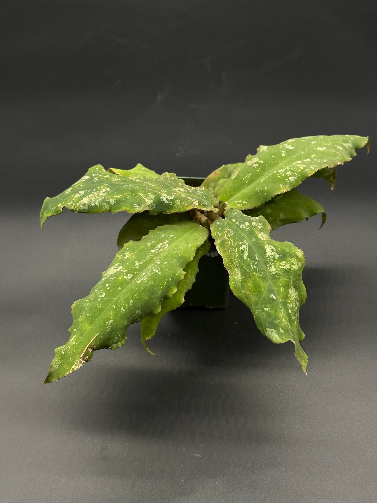 Hoya Undulata fully rooted in a 2.25-inch pot, showcasing long, green leaves. Ideal for exotic houseplant collectors.