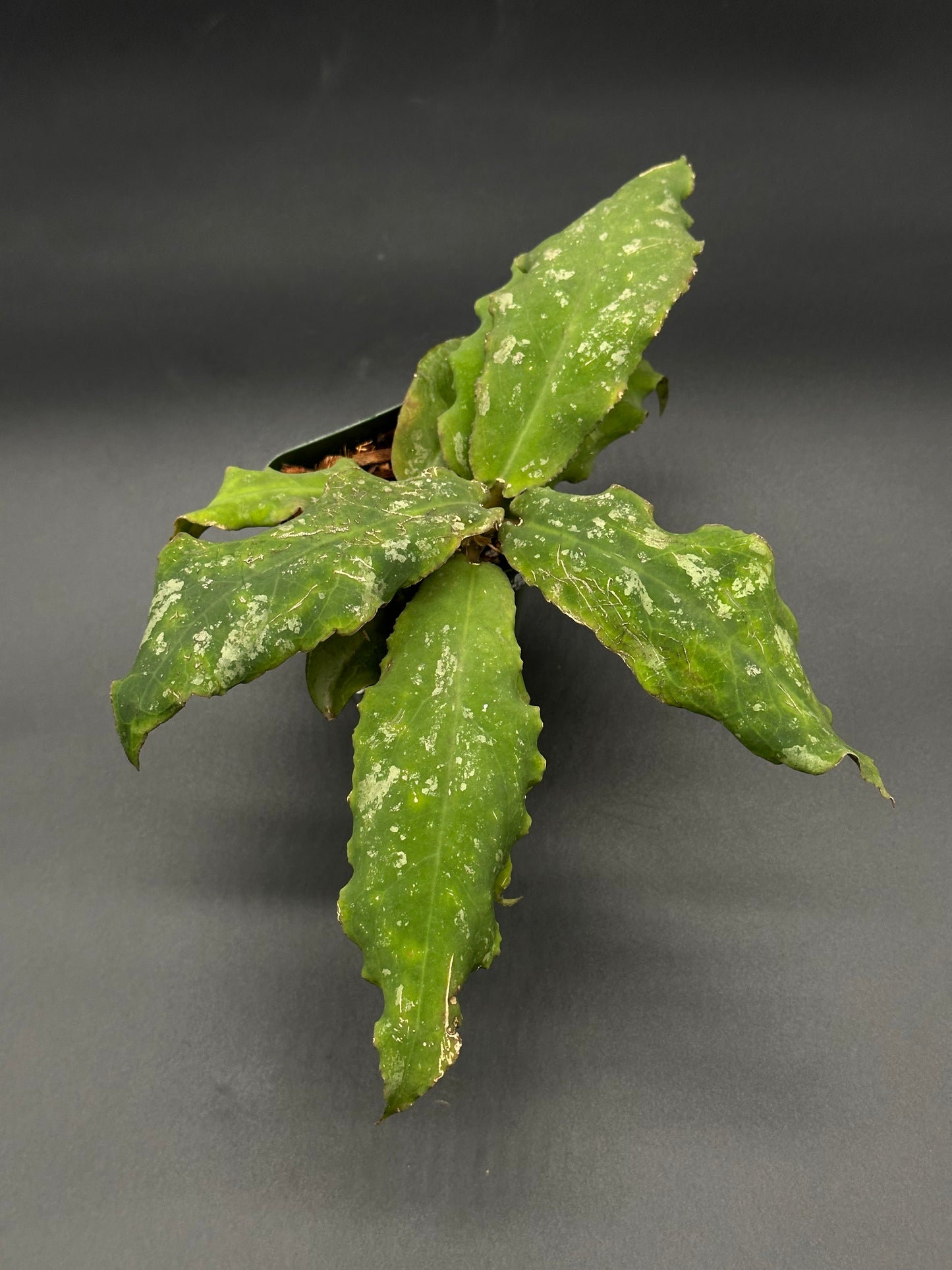 Hoya Undulata, a rare houseplant, showcasing its distinctively undulating green leaves, rooted in a 2.25-inch pot, ideal for exotic plant enthusiasts.