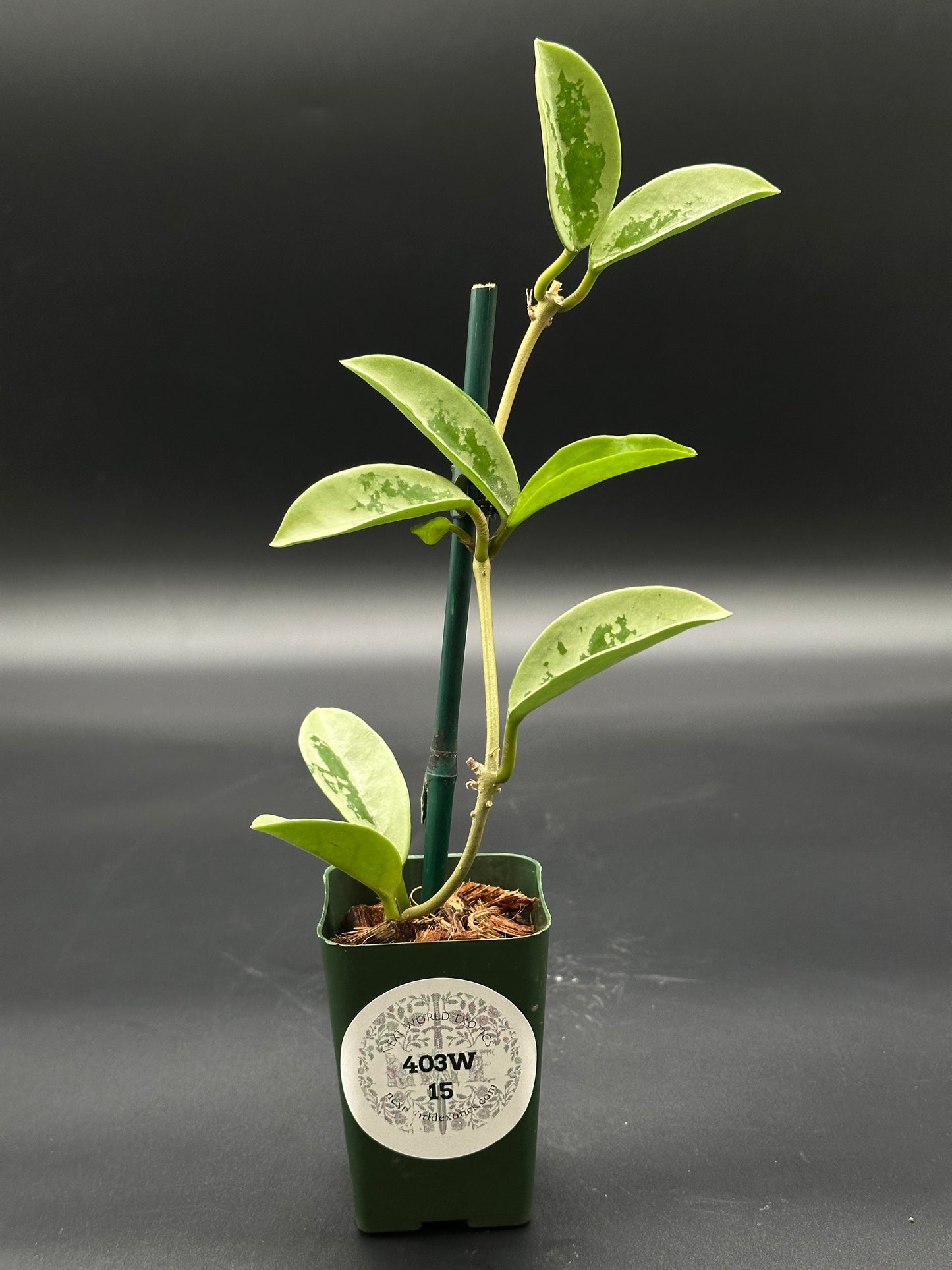 Hoya Carnosa AH-074 'Full Silver' in a small pot, showcasing its distinctive leaves, perfect for exotic plant collectors seeking variegated houseplants.