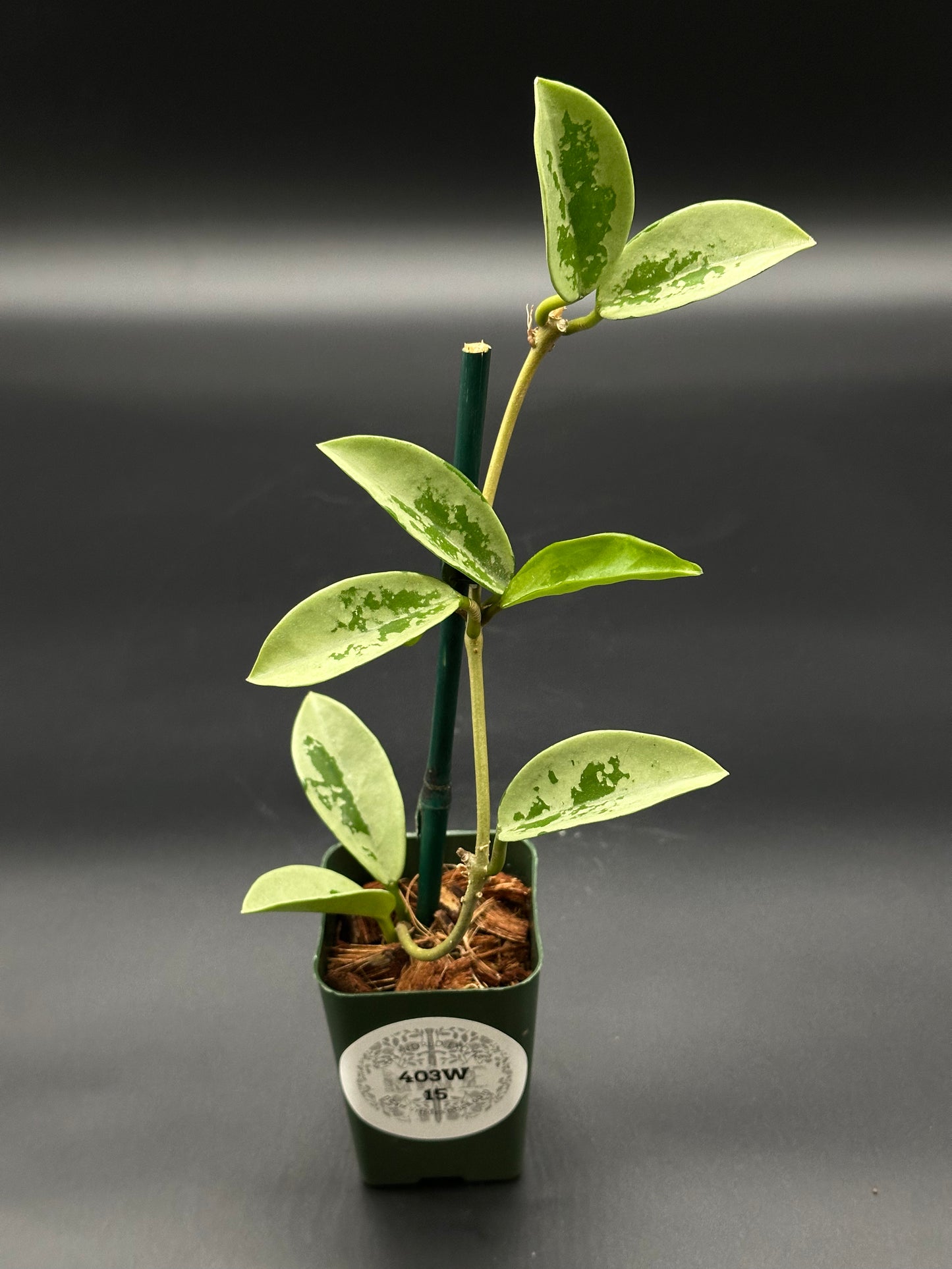 Hoya Carnosa AH-074 'Full Silver' in a 2.25-inch pot, showcasing lush green leaves, ideal for exotic plant enthusiasts.