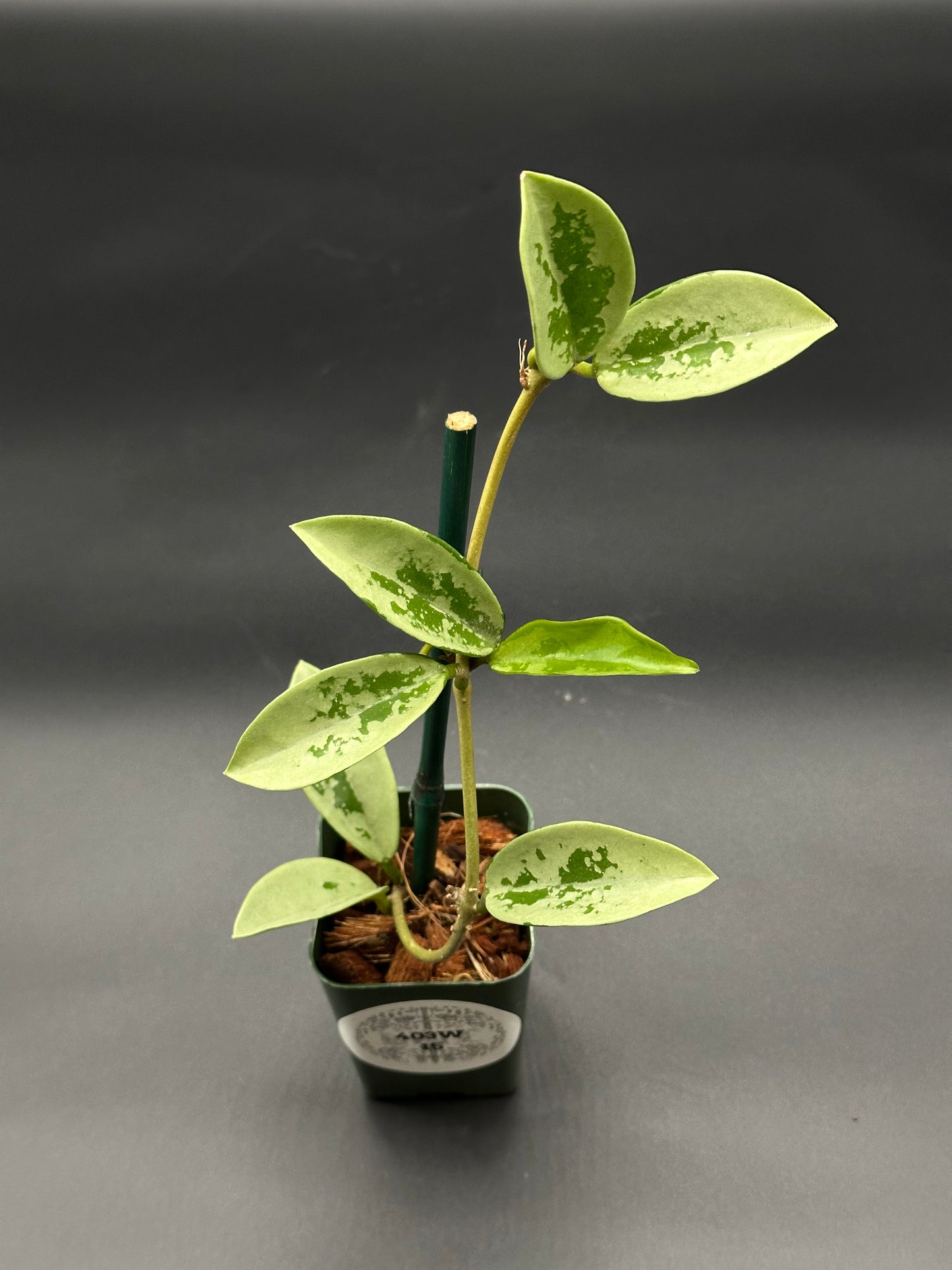 Hoya Carnosa AH-074 'Full Silver' in a 2.25-inch pot, featuring distinctive foliage; perfect for exotic plant enthusiasts from Next World Exotics.