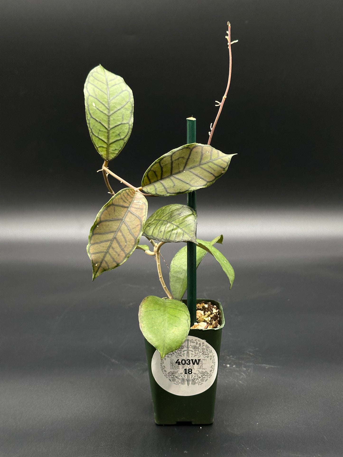Hoya sp. Gangung Gading in a 4-inch pot, showcasing its lush leaves, offered by Next World Exotics, specializing in rare tropical houseplants.