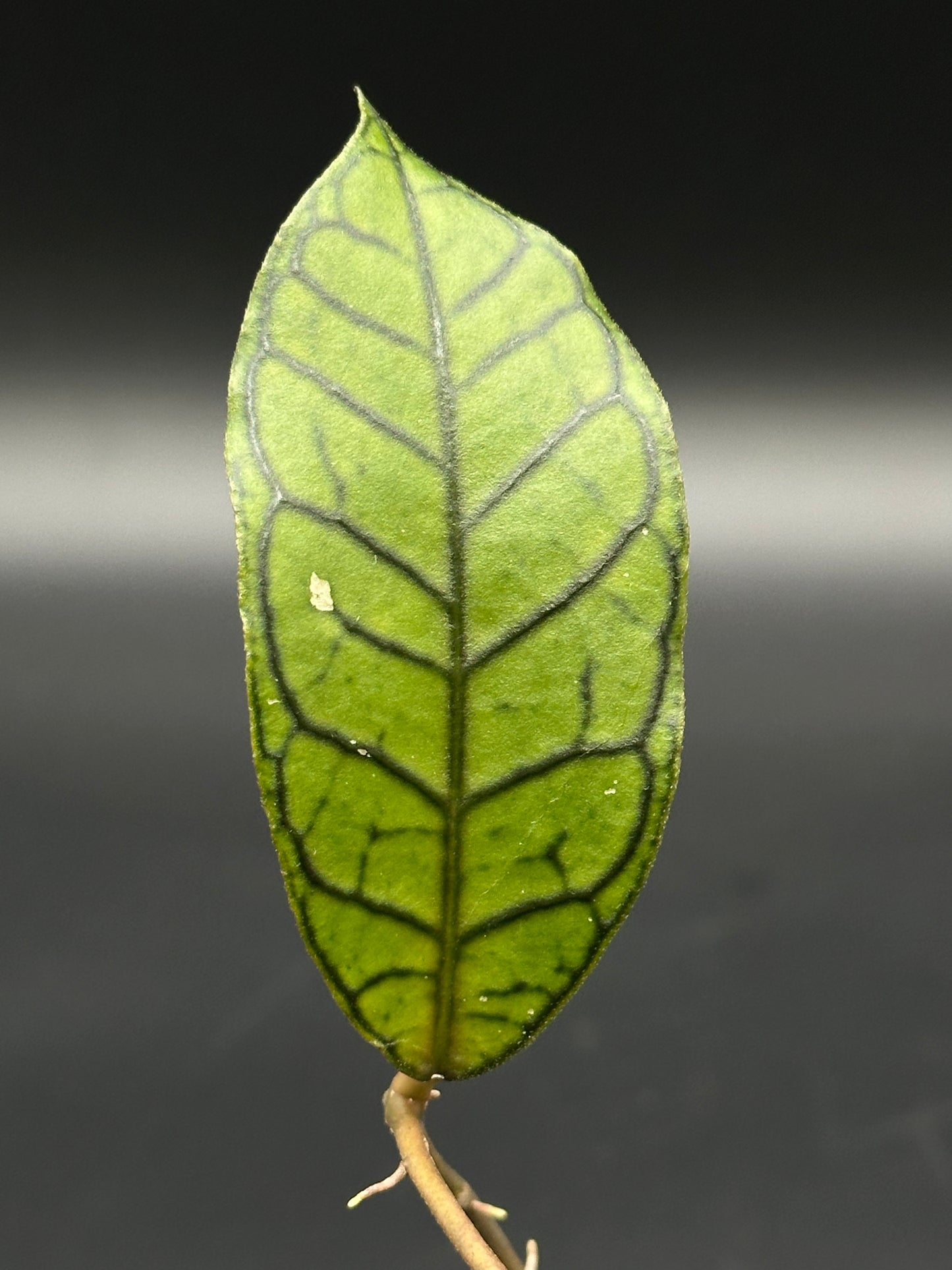 Close-up of Hoya sp. Gangung Gading leaf and stem in a 4-inch pot, highlighting the plant's unique structure for houseplant enthusiasts.