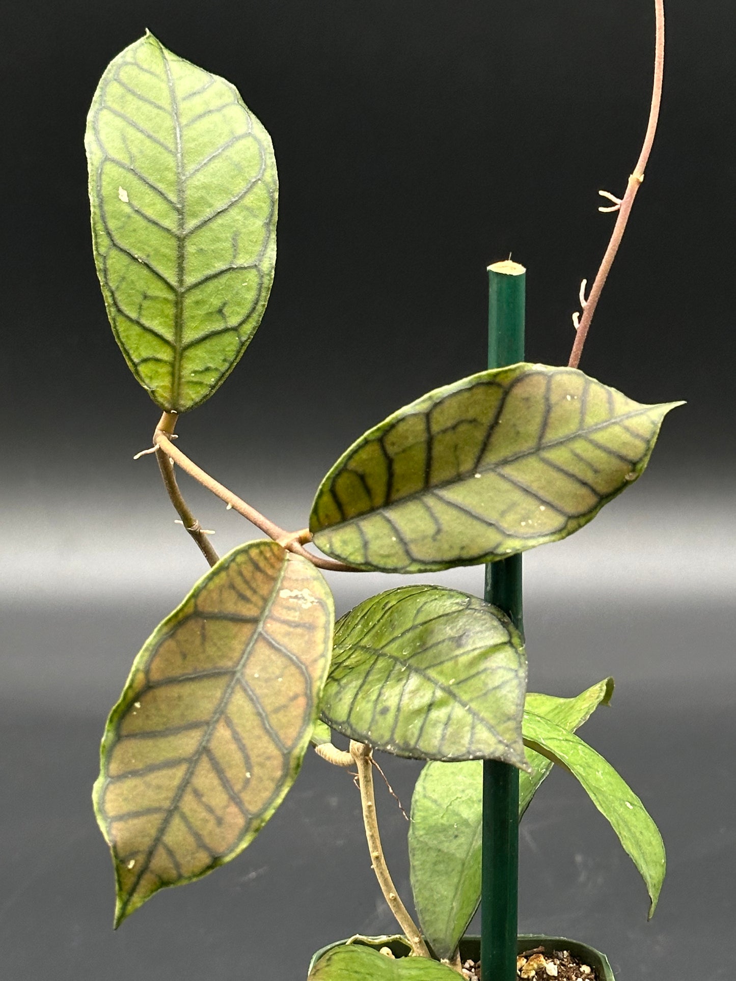 Close-up of Hoya sp. Gangung Gading in a 4-inch pot, showcasing its distinctive leaf pattern. From Next World Exotics' rare variegated tropical houseplant collection.