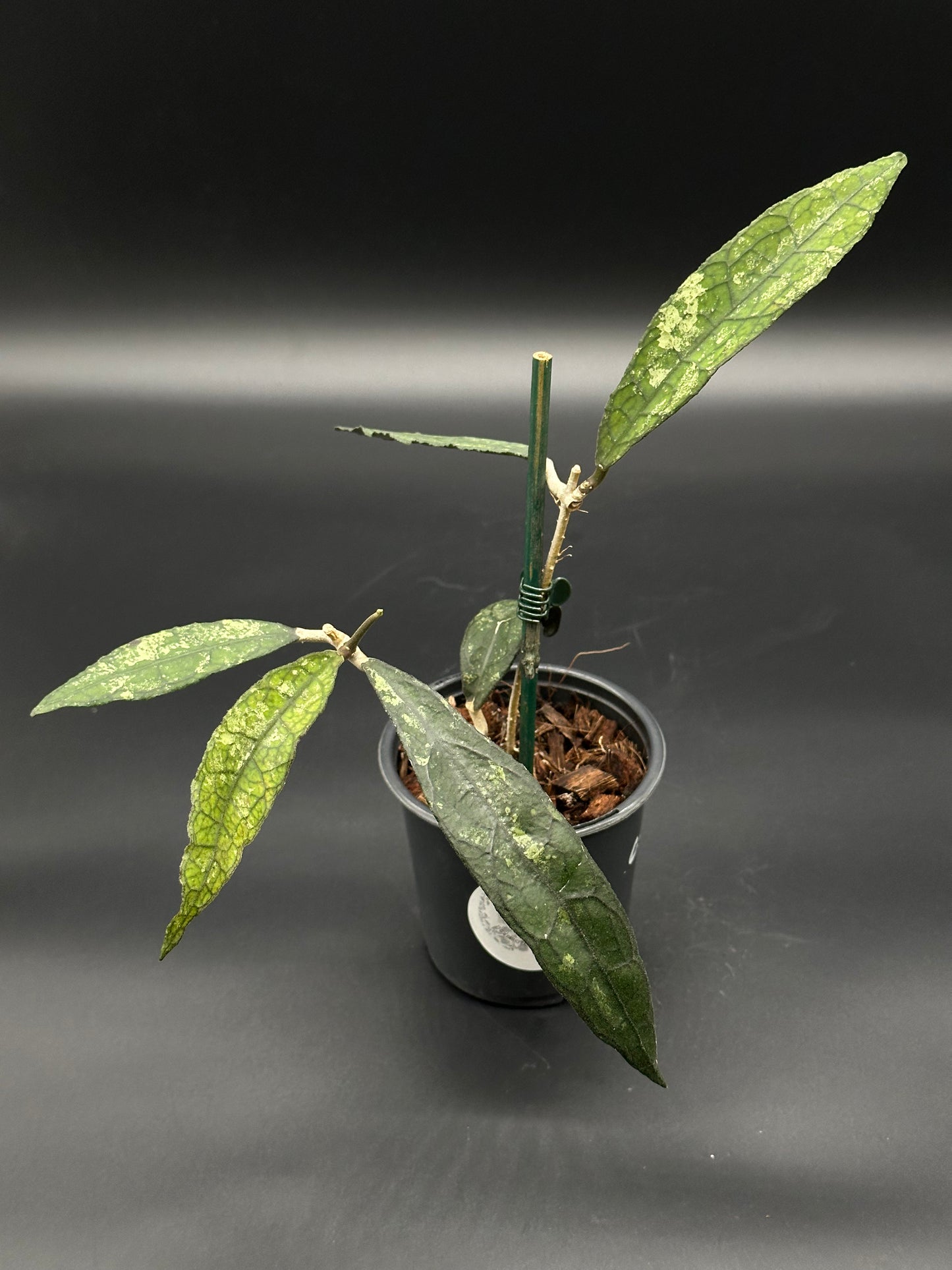 Hoya Clemensiorum 'Black Splash' in a pot, showcasing intricate leaf patterns and unique stem structure, ideal for exotic houseplant enthusiasts.