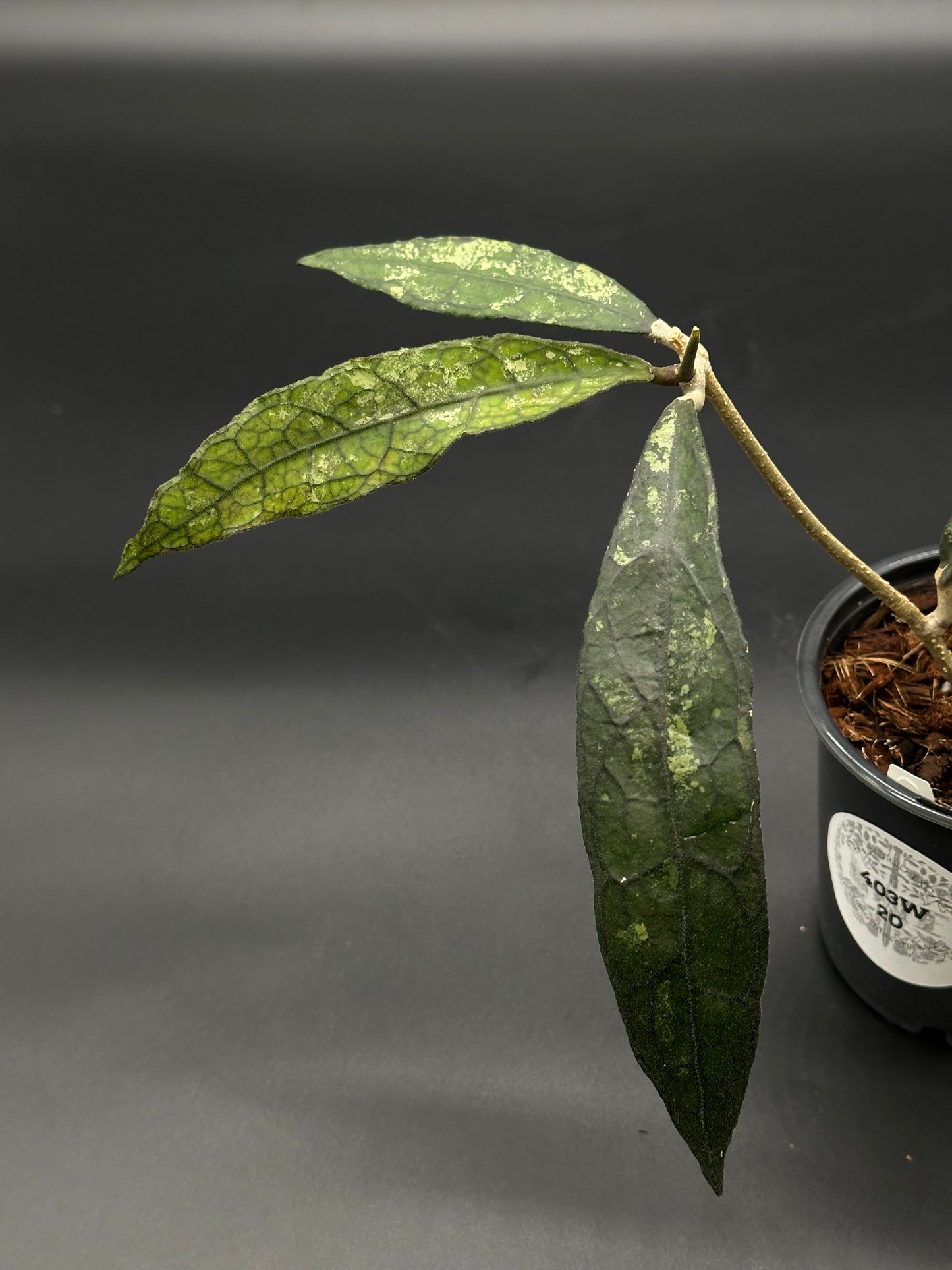 Hoya Clemensiorum 'Black Splash' in a pot, showcasing close-up details of its distinctive leaves, ideal for exotic houseplant enthusiasts.