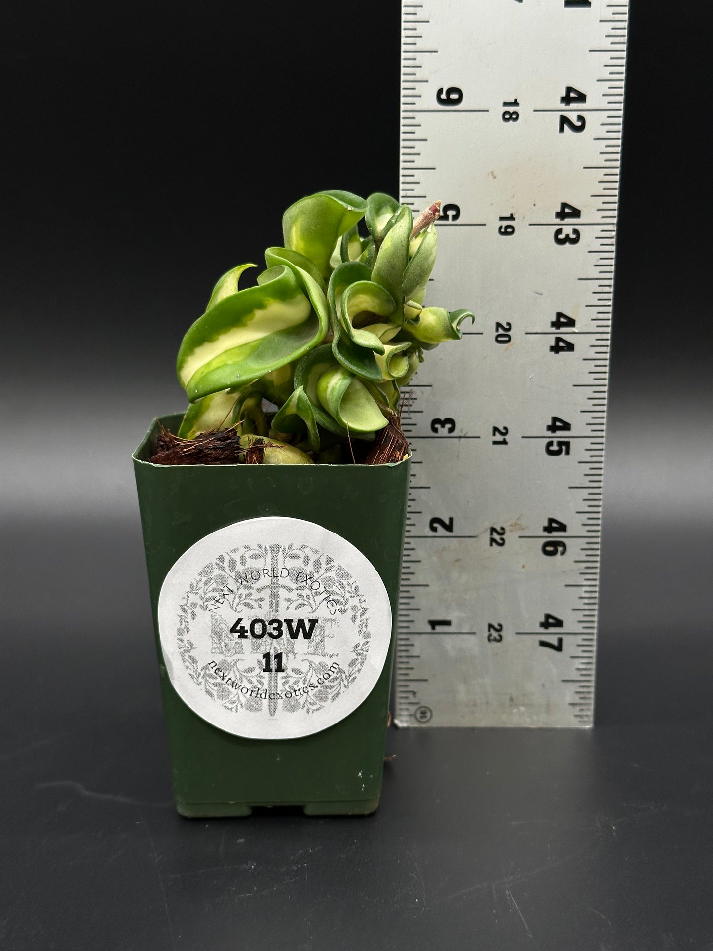 Hoya Compacta Variegata cv. 'Mauno Loa' in 2.25-inch pot, shown with ruler for size reference, highlighting its compact growth and variegated leaves.