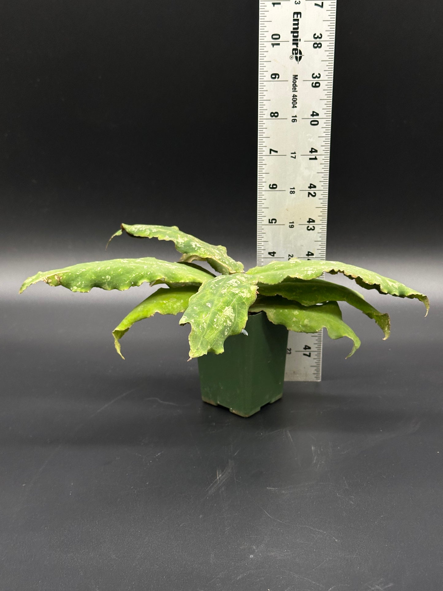 Hoya Undulata (403W11) plant in a 2.25-inch pot, accompanied by a ruler for scale, highlighting its fully rooted state and part of Next World Exotics collection.