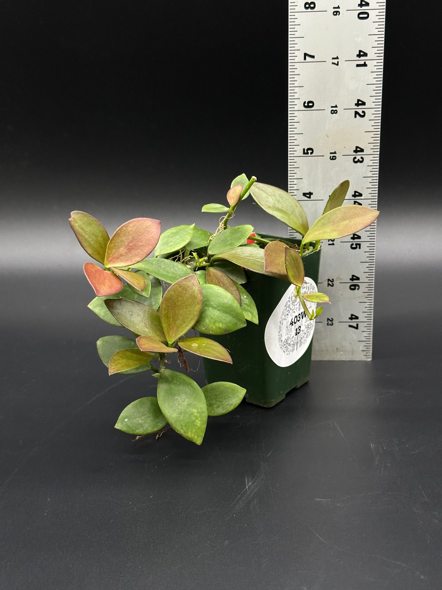 Hoya Collina (403W12) in a 2.25-inch pot, featuring sun-stressed leaf margins, shown with a ruler for size reference.