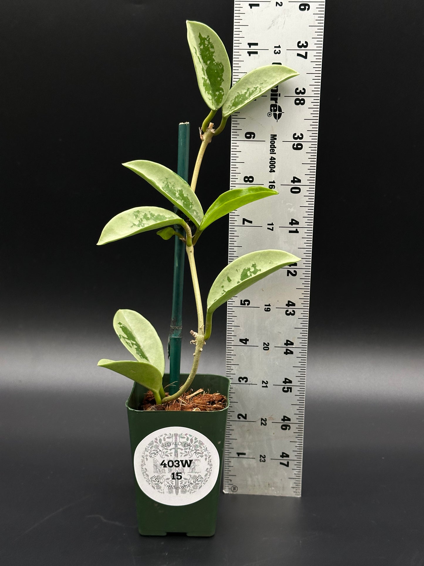 Hoya Carnosa AH-074 'Full Silver' in a 2.25-inch pot, shown with a ruler for scale, highlighting its well-established foliage.
