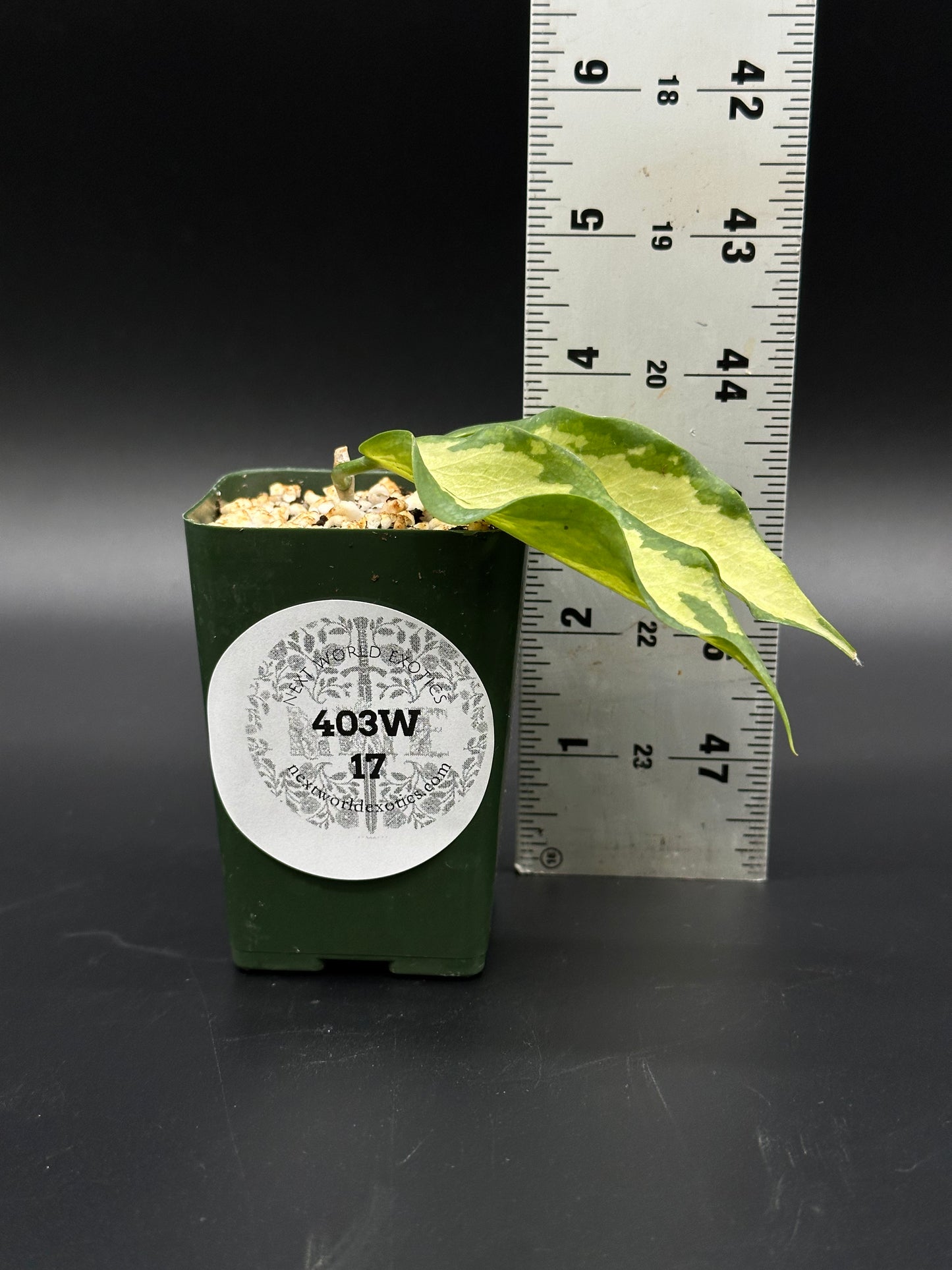 Hoya Kenejiana Variegated staked in a 4-inch pot, shown alongside a ruler for size reference, highlighting its variegated leaves.
