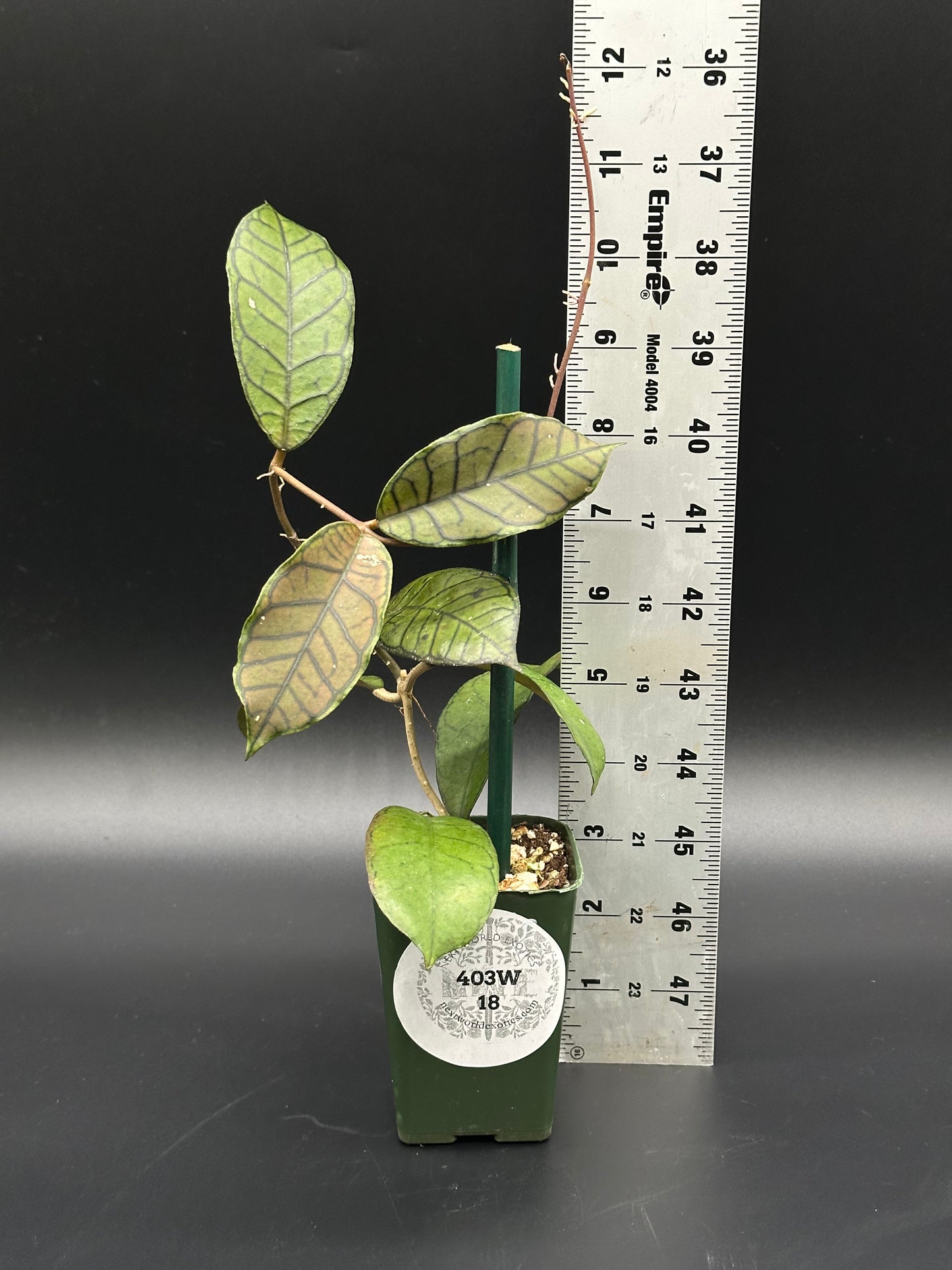 Hoya sp. Gangung Gading in a 4-inch pot beside a white ruler, showcasing its vibrant leaves, ideal for exotic plant enthusiasts.