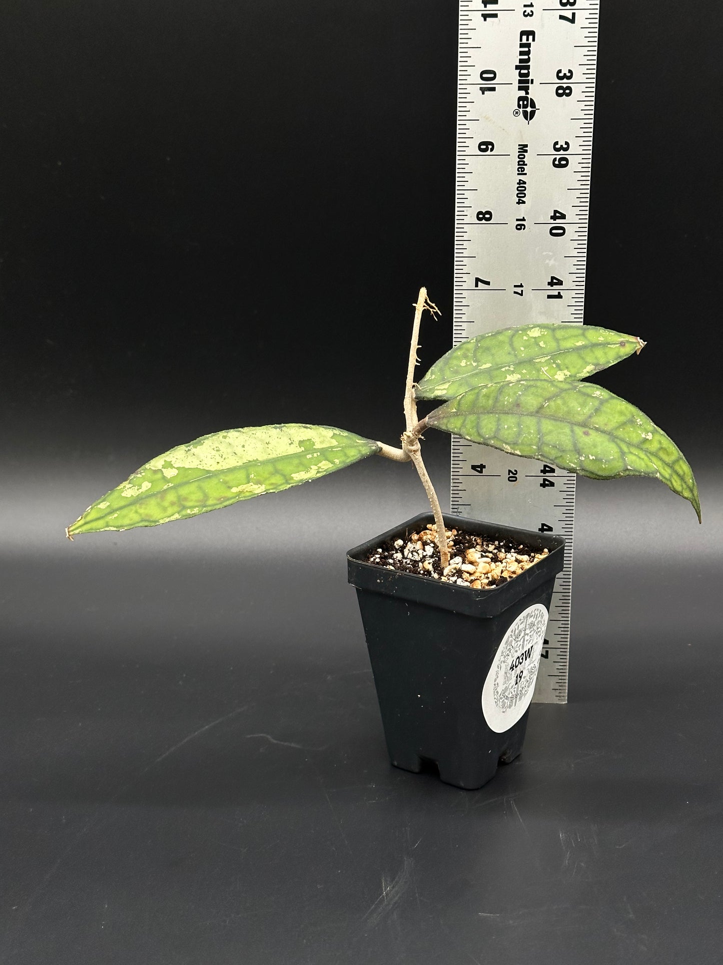 Hoya Finlaysonii 'Black Splash' in a 2.5-inch pot, displayed next to a ruler for size reference, showcasing its lush, detailed leaves.