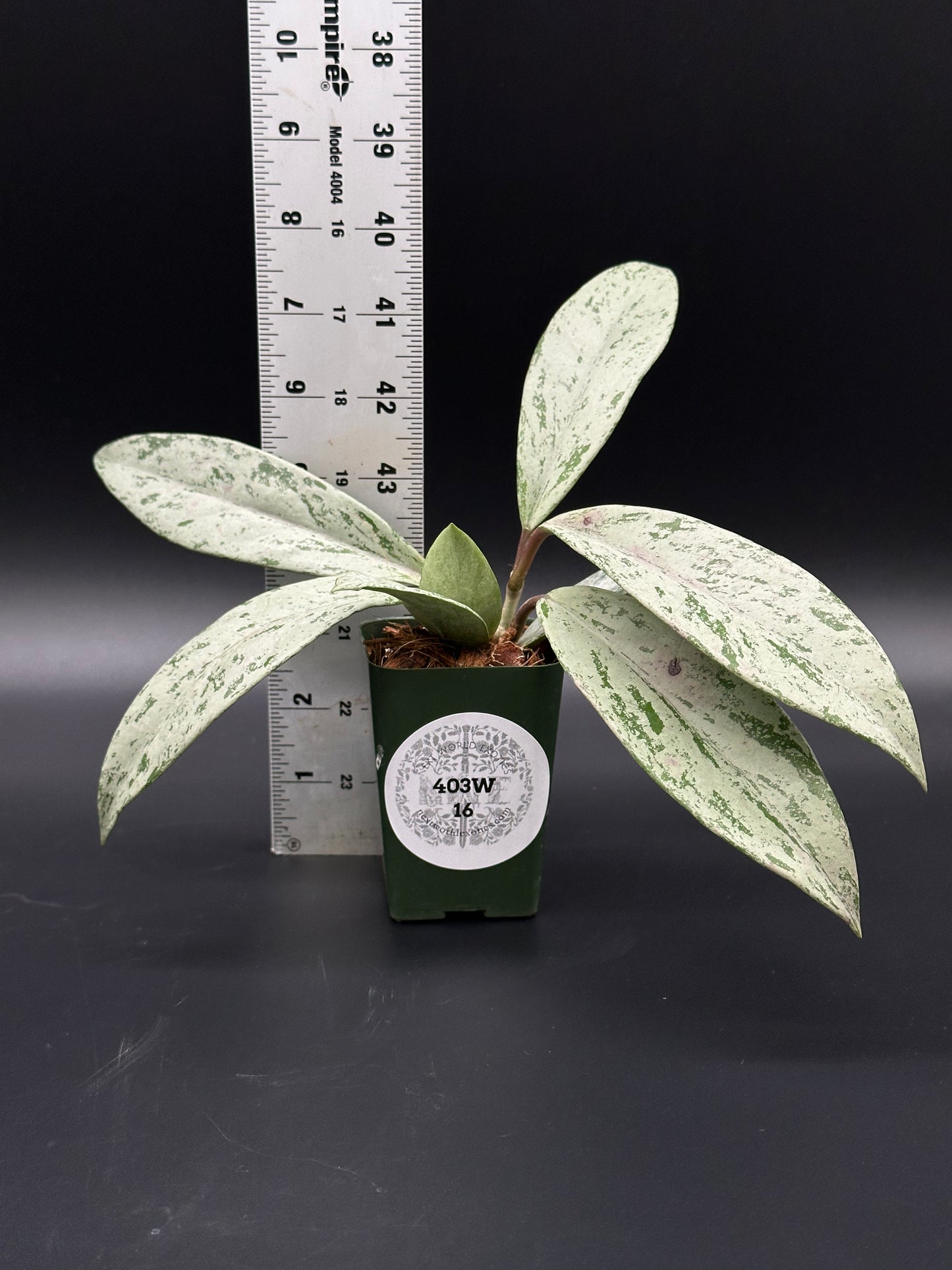 Hoya Pubicalyx 'Pink Ghost' in a 2.25-inch pot, next to a ruler, showcasing thick, waxy leaves with contrasting silver and dark green patches.