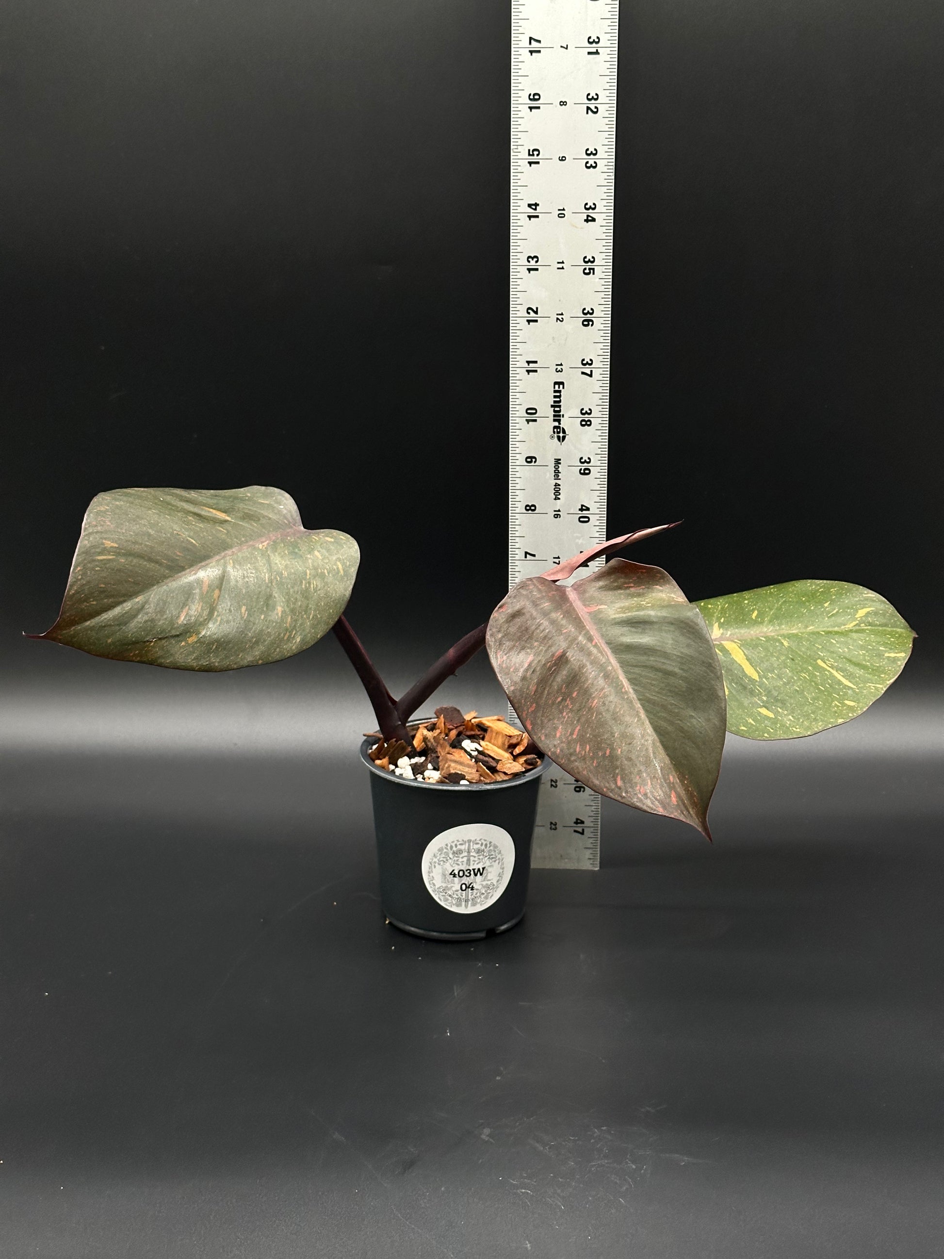 Philodendron 'Orange Princess' in a 4-inch pot, featuring colorful variegation with a ruler for scale, ideal for exotic houseplant collectors.