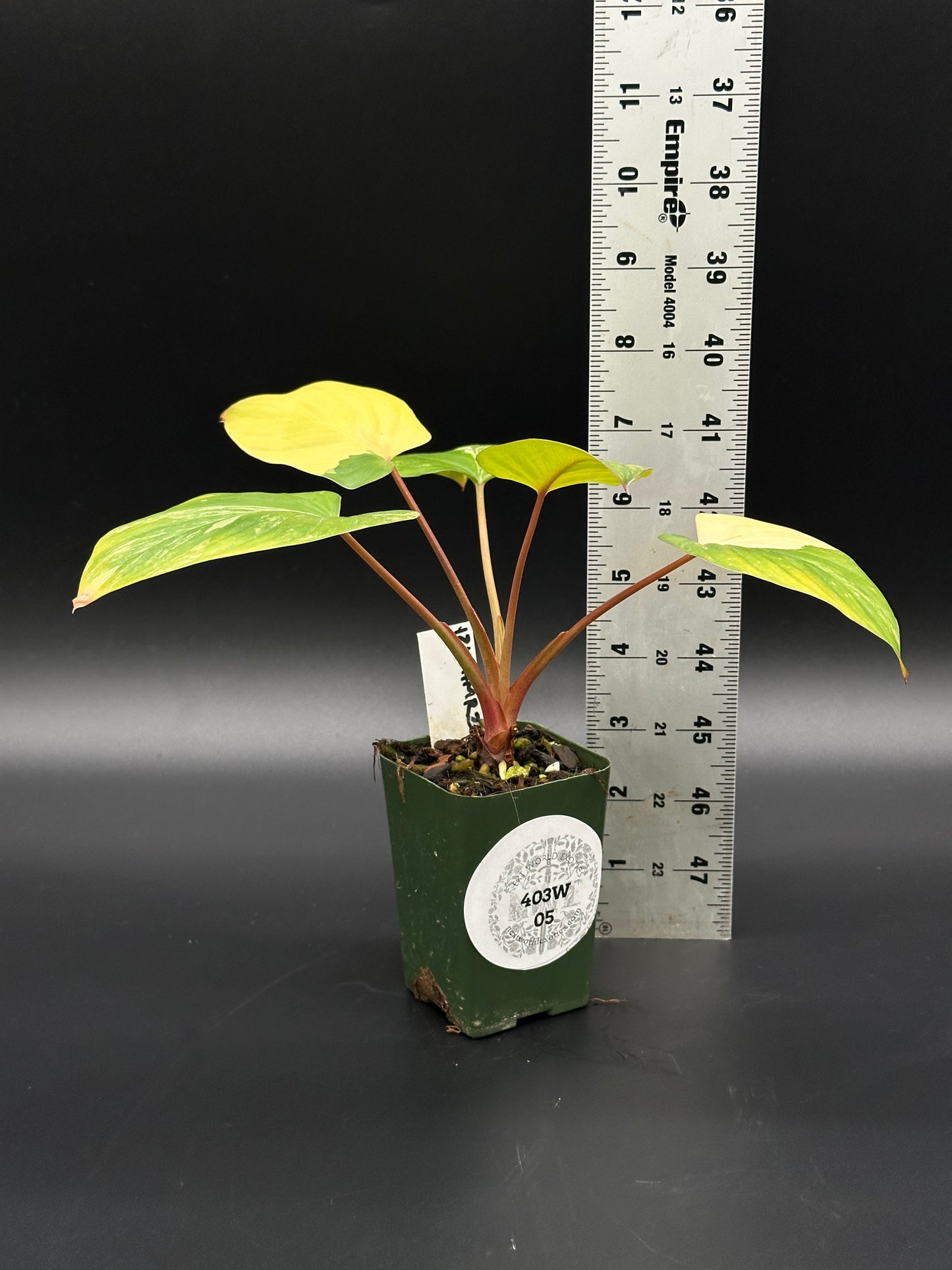 Homalomena Rubescens Pink Variegated in a 2.25-inch pot, shown alongside a ruler for size reference, highlighting its lush, variegated foliage.