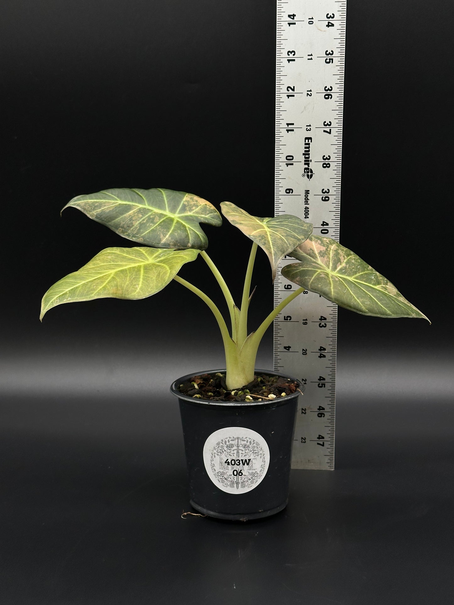 Alocasia sp. 'Regal Shields Copper' in a 2.5-inch pot, displayed next to a ruler for size reference, showcasing its lush foliage.
