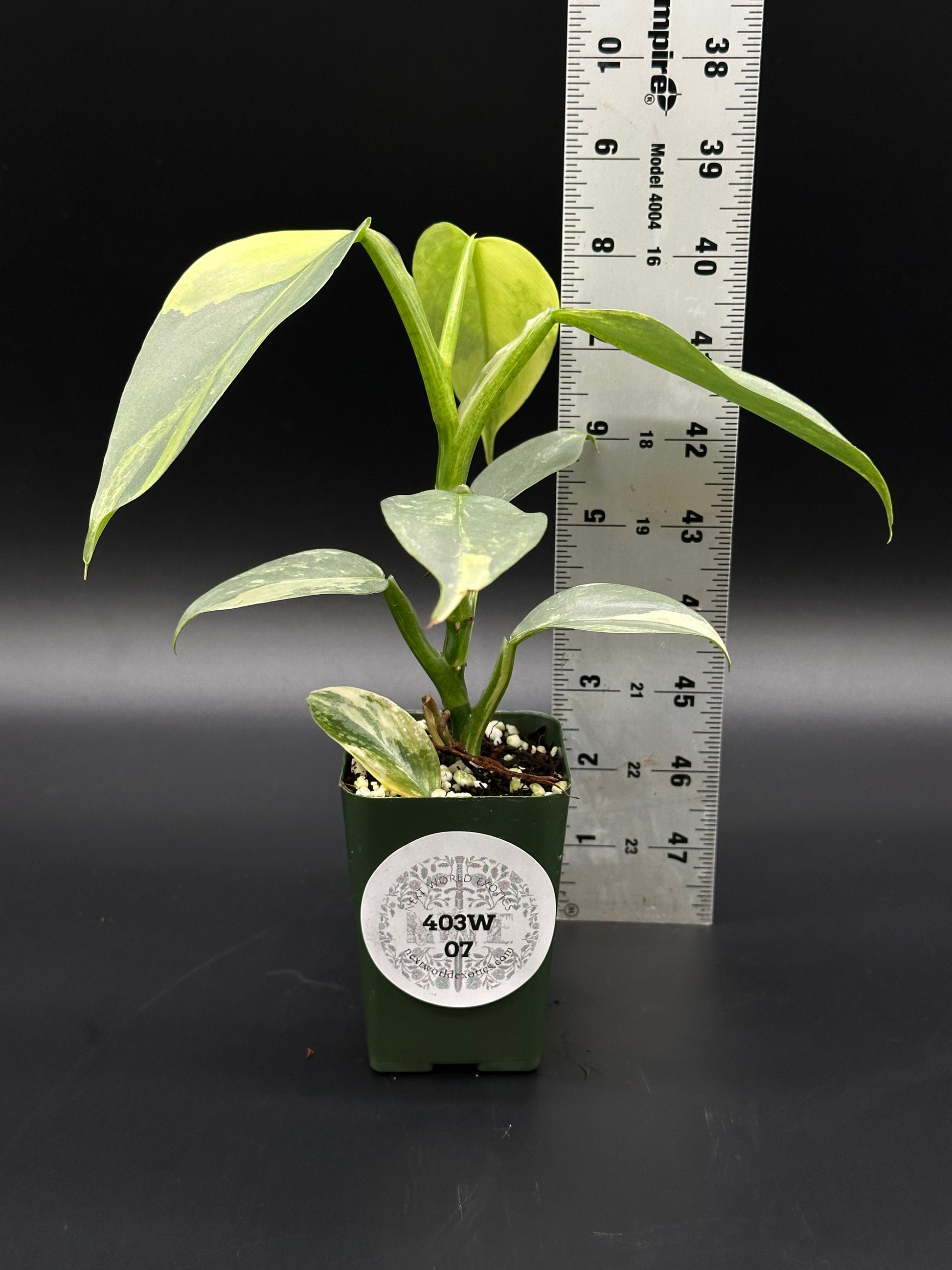 Philodendron Hastatum 'Silver Sword' Variegated in a 2.25-inch pot, shown with a ruler for scale, highlighting its growth and leaf details.