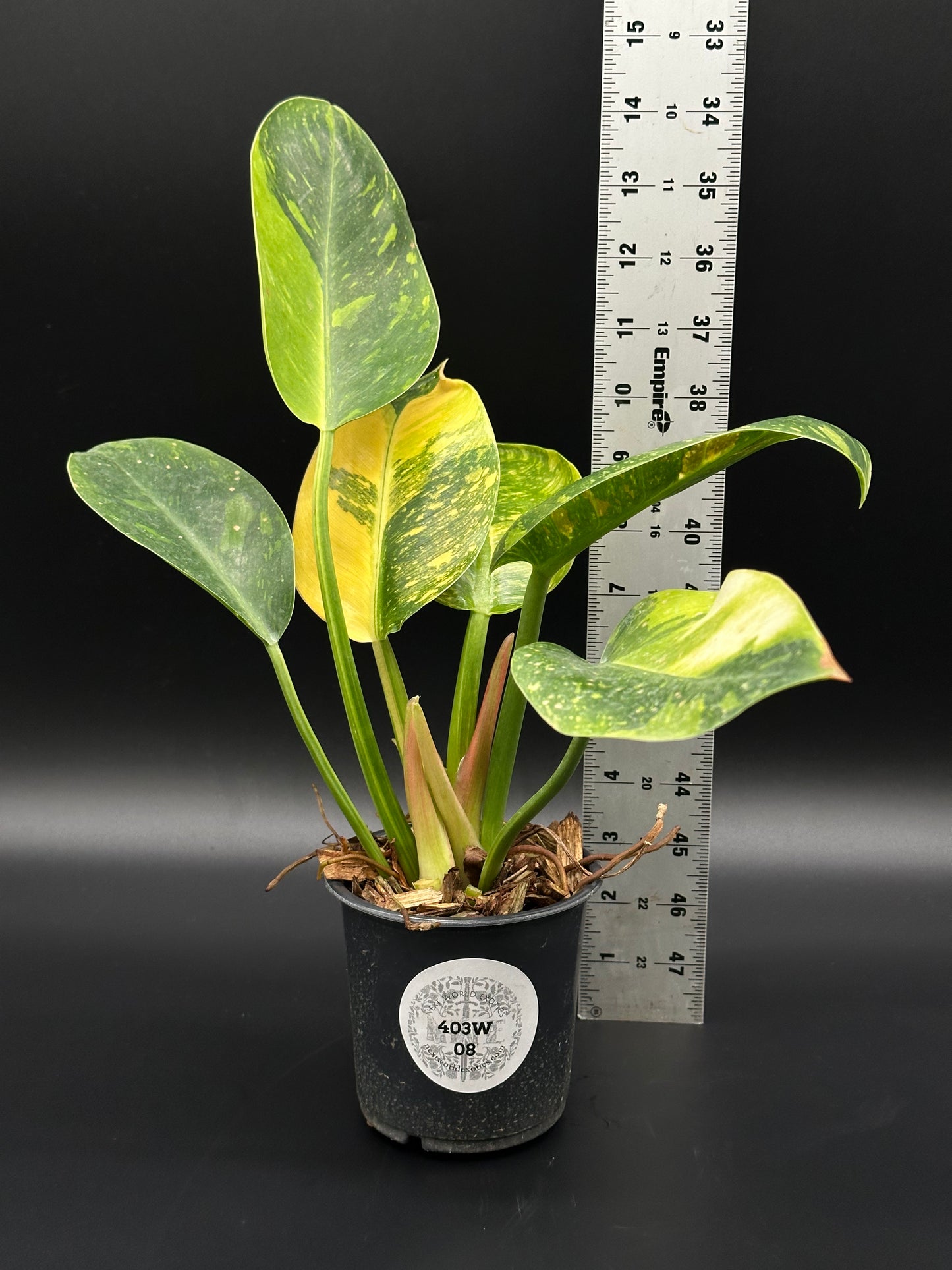 Philodendron Congo Hybrid 'Nuclear' in a 4-inch pot alongside a ruler, showcasing its size. Perfect for exotic houseplant enthusiasts.