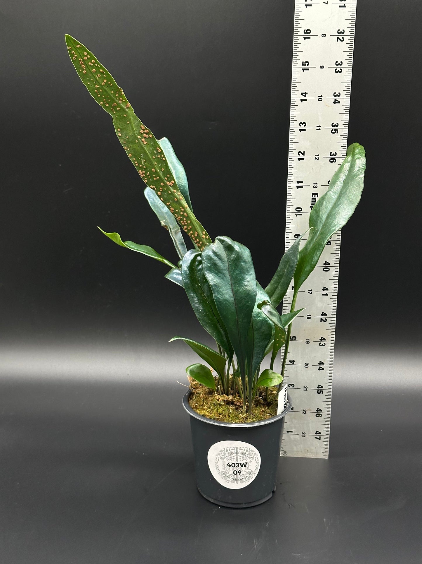 Blue Oil Slick Fern (403W09) in a 4-inch pot, alongside a ruler, showcasing its iridescent blue leaves and unique fern structure.